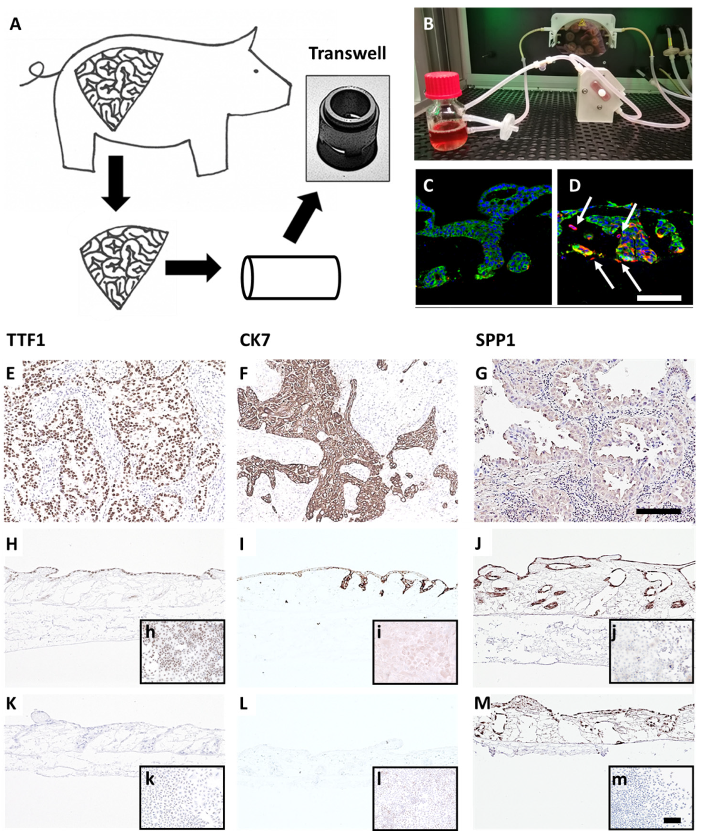 Cancers 14 02176 g001 Cancers 14 02176 g001