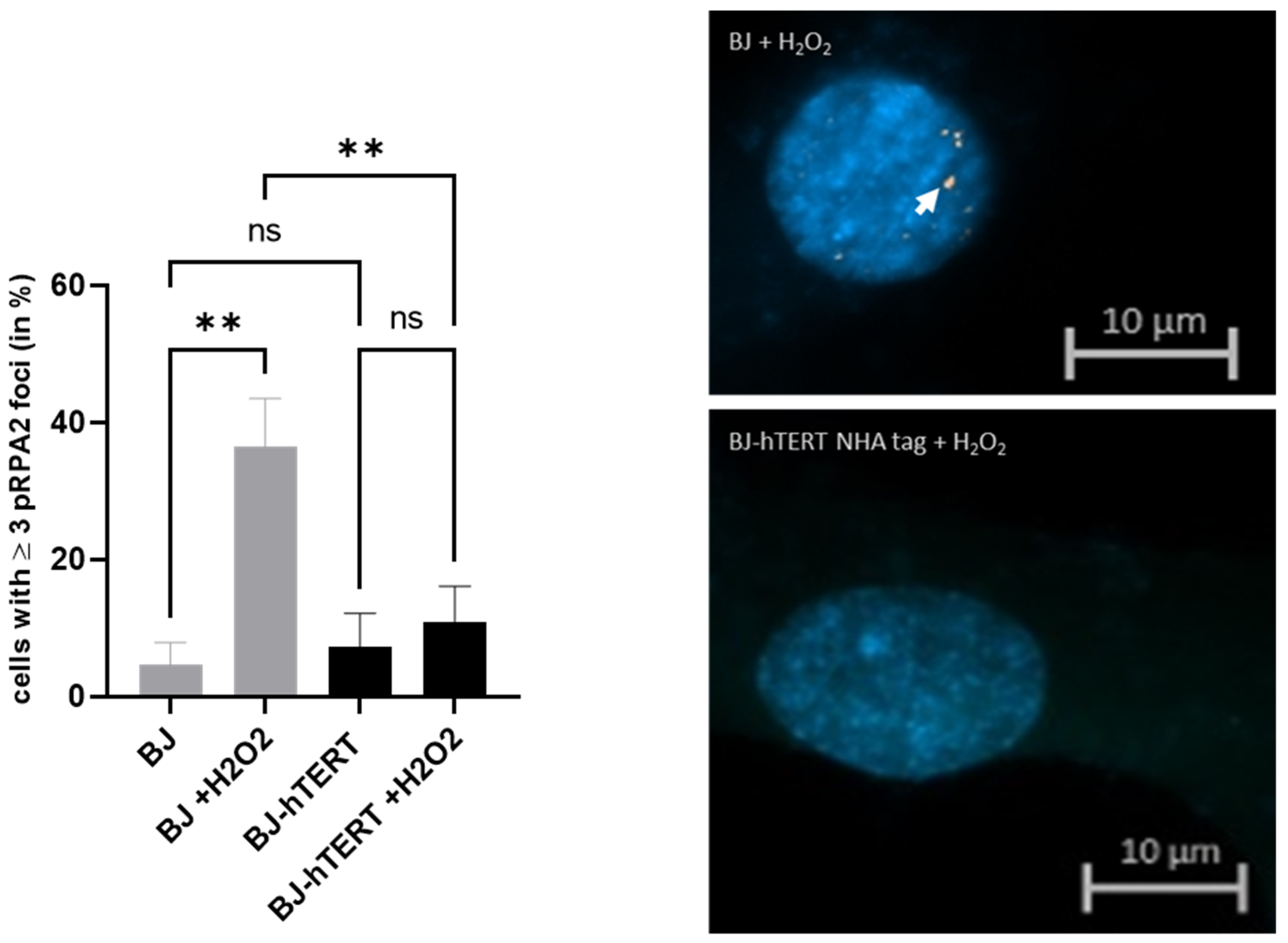 Cancers 14 02205 g003