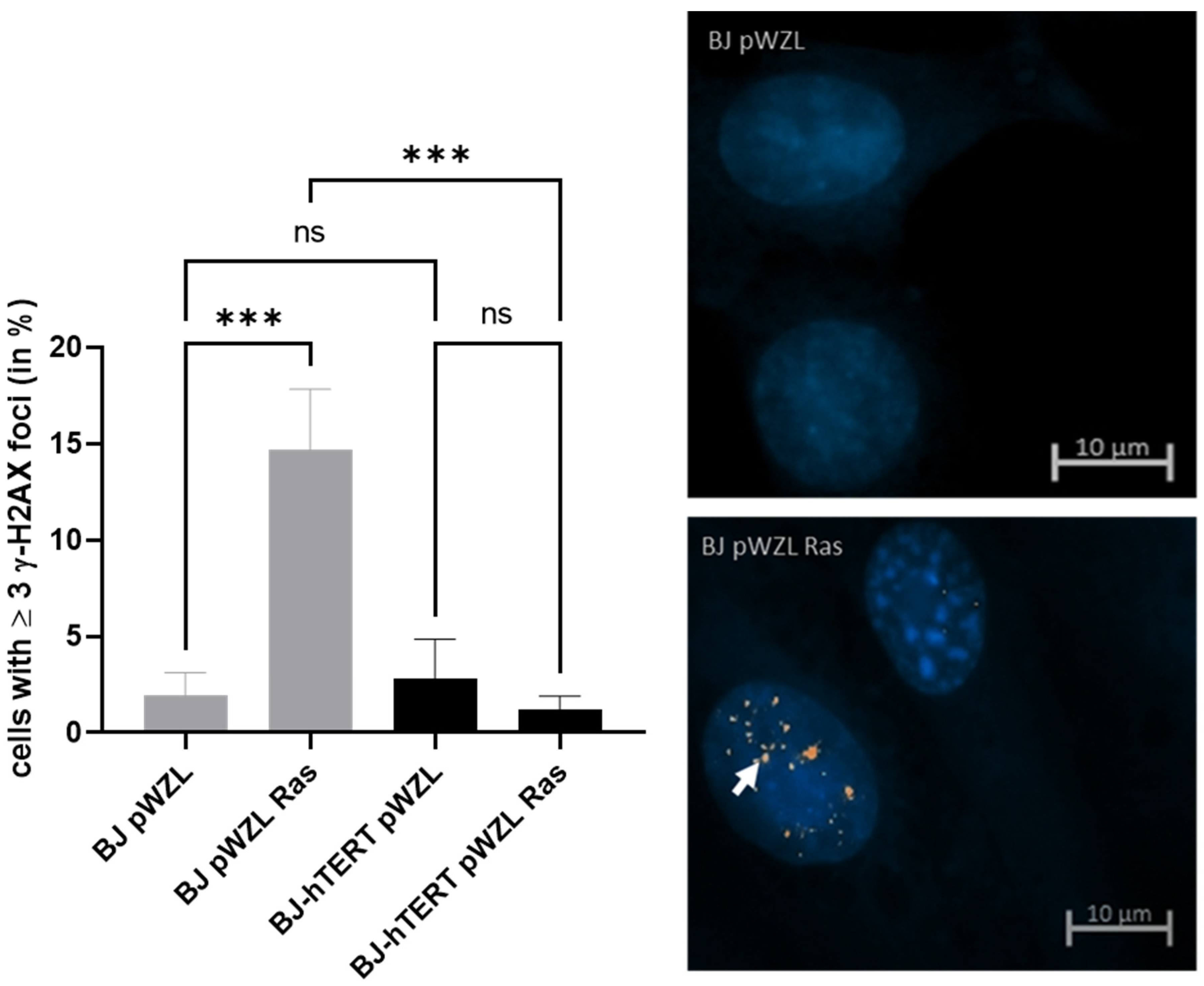 Cancers 14 02205 g004