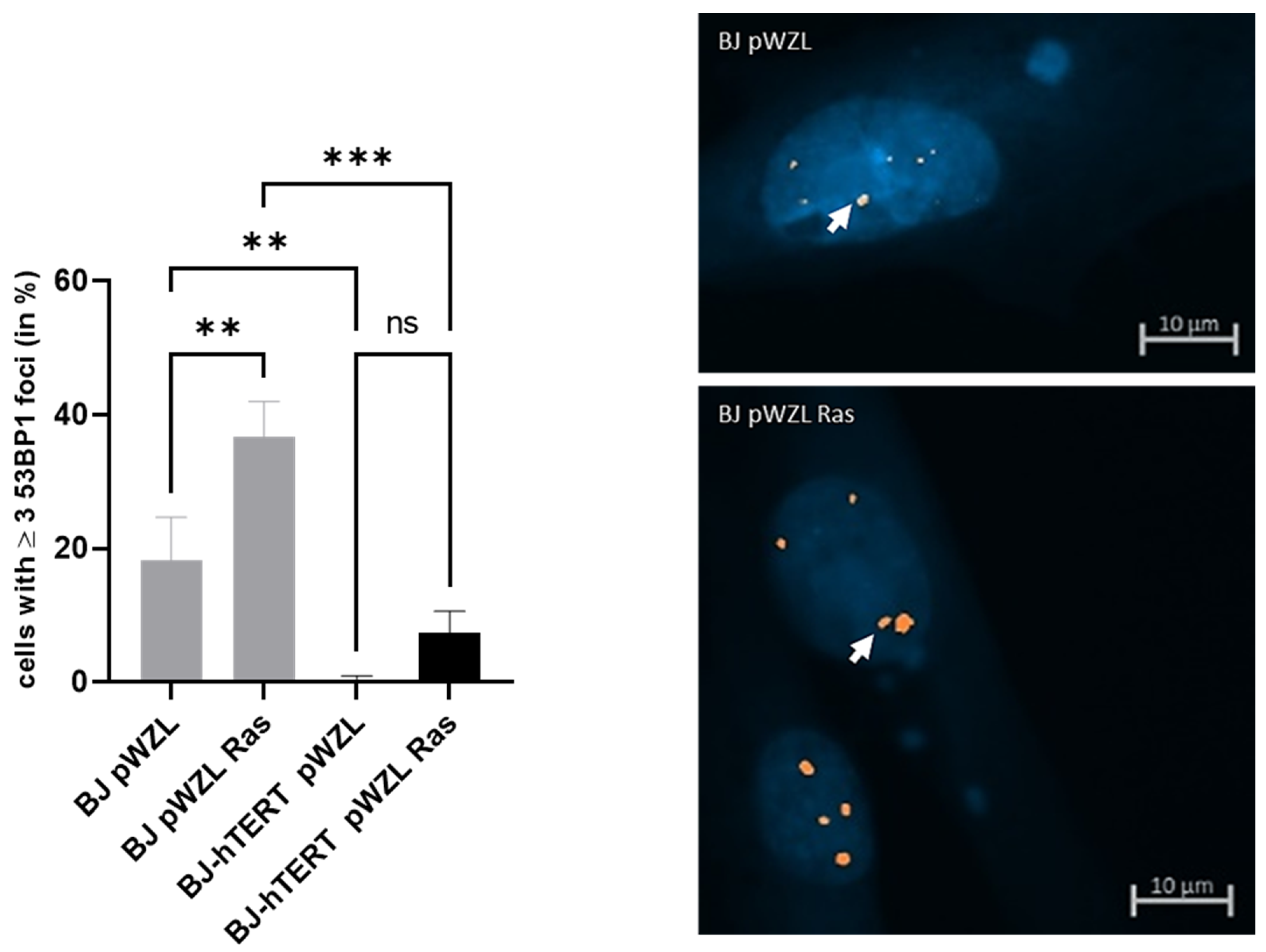 Cancers 14 02205 g007
