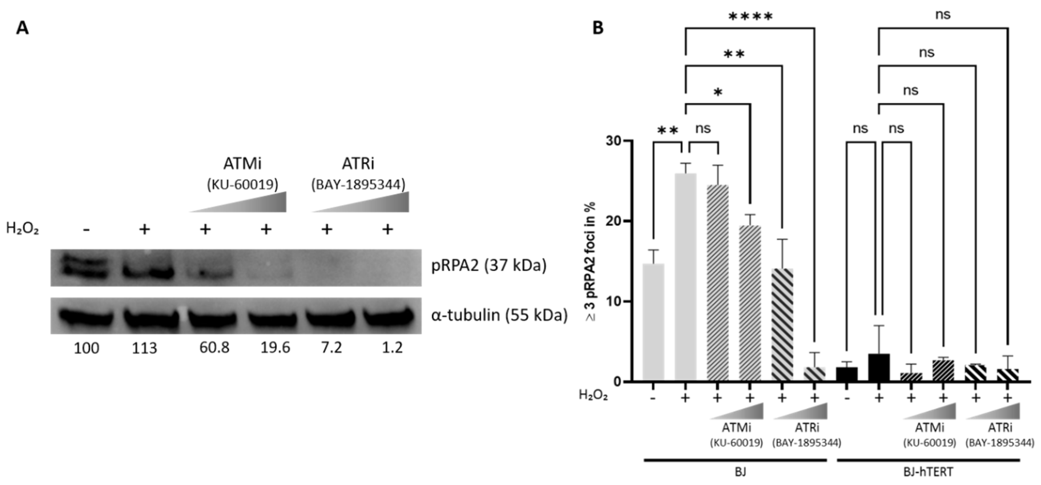 Cancers 14 02205 g010