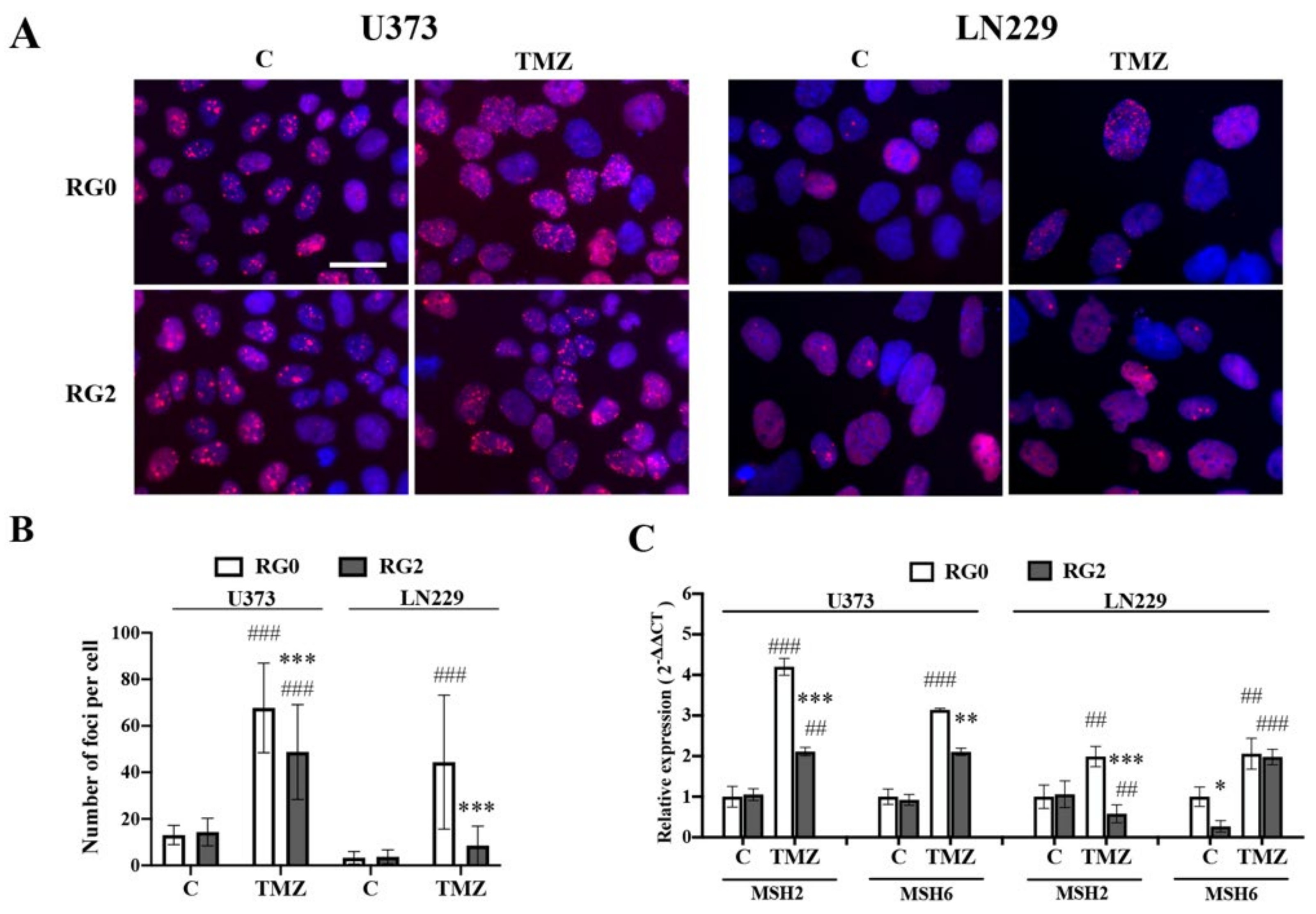 Cancers 14 02211 g004 550
