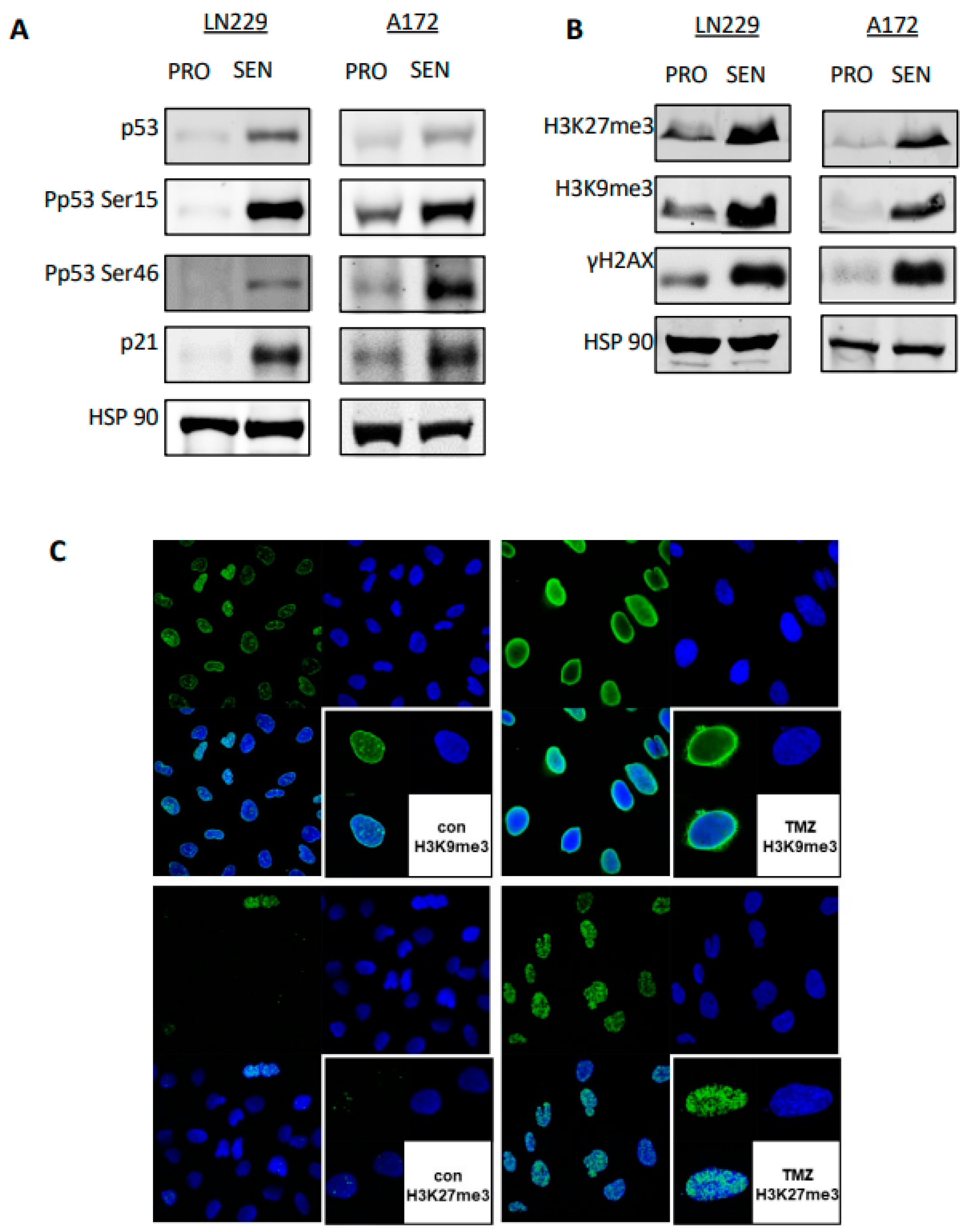 Cancers 14 02233 g006 550