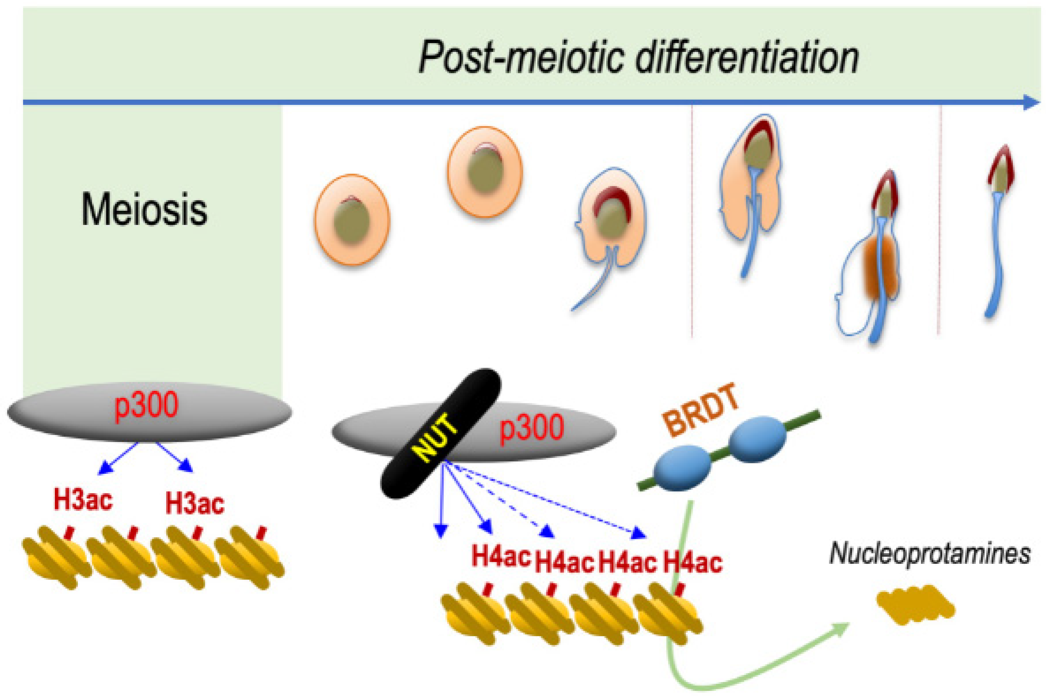 Cancers 14 02234 g002 550