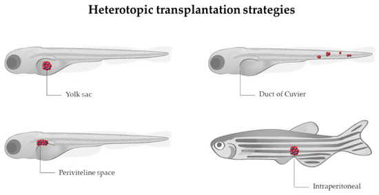 What Zebrafish and Nanotechnology Can Offer for Cancer Treatments