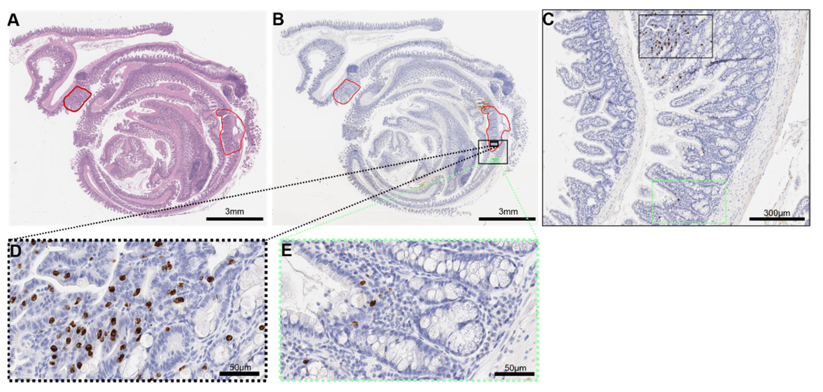 Cancers 14 02248 g002