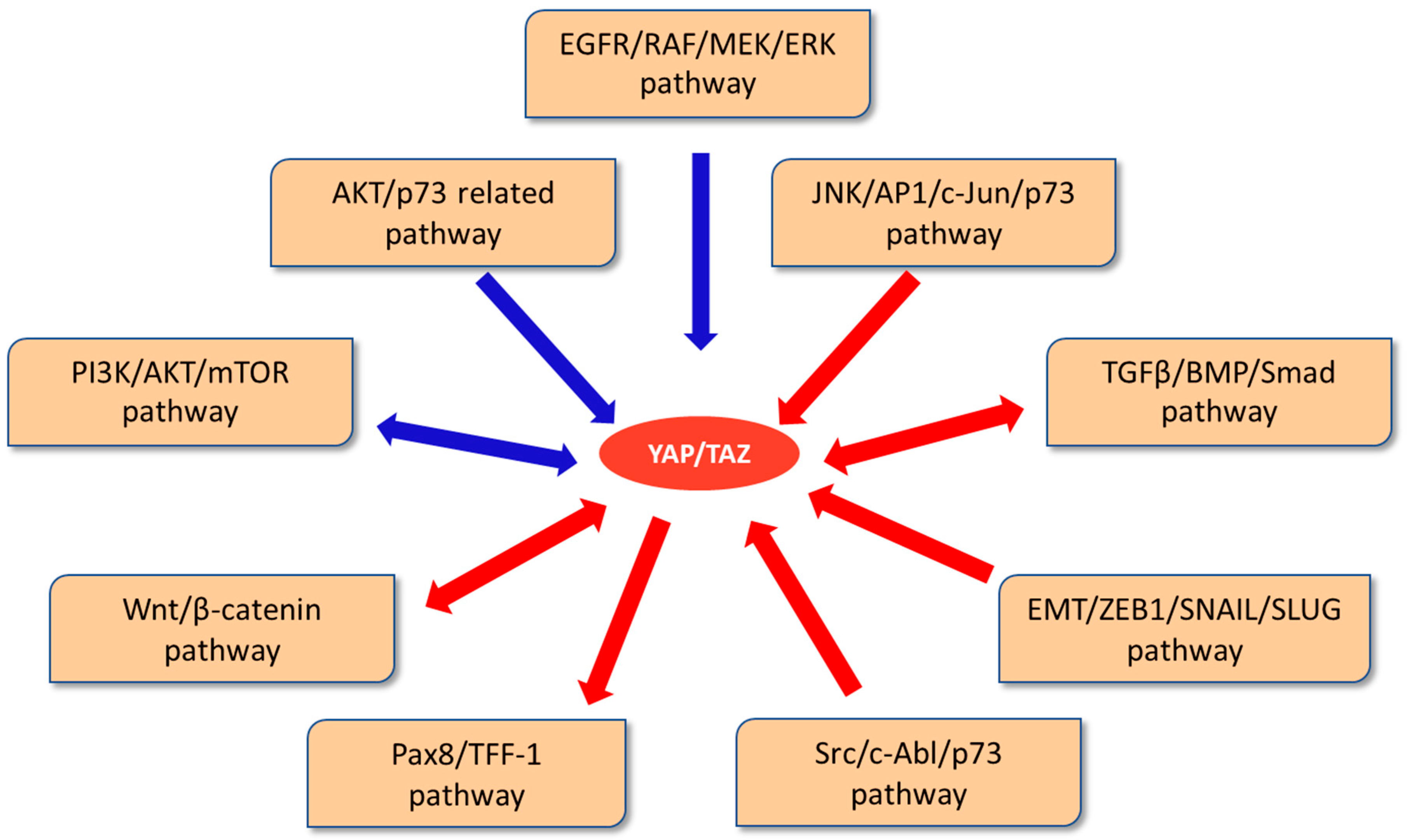 Cancers 14 02282 g002 550