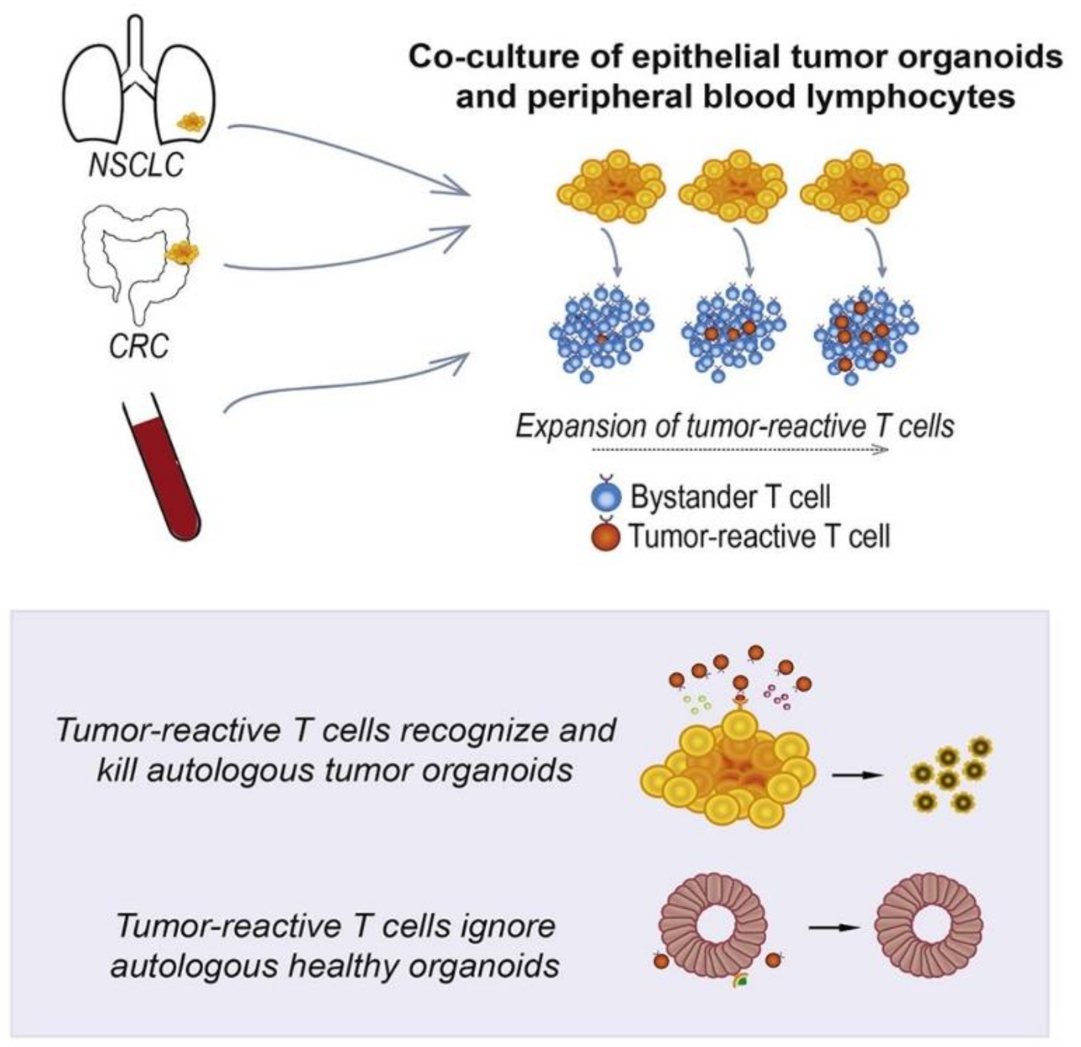 Cancers 14 02284 g005 550