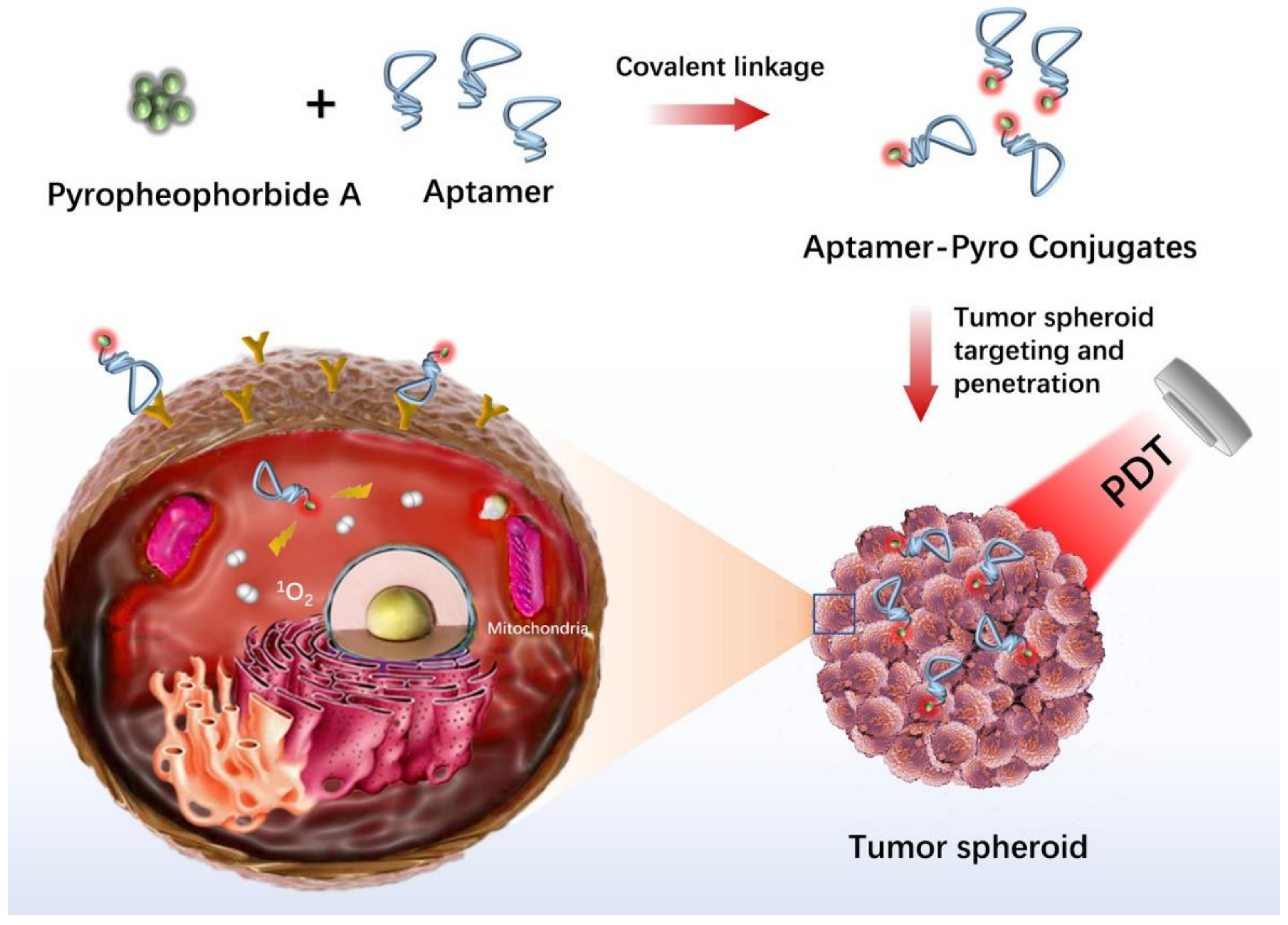 Cancers 14 02284 g006 550