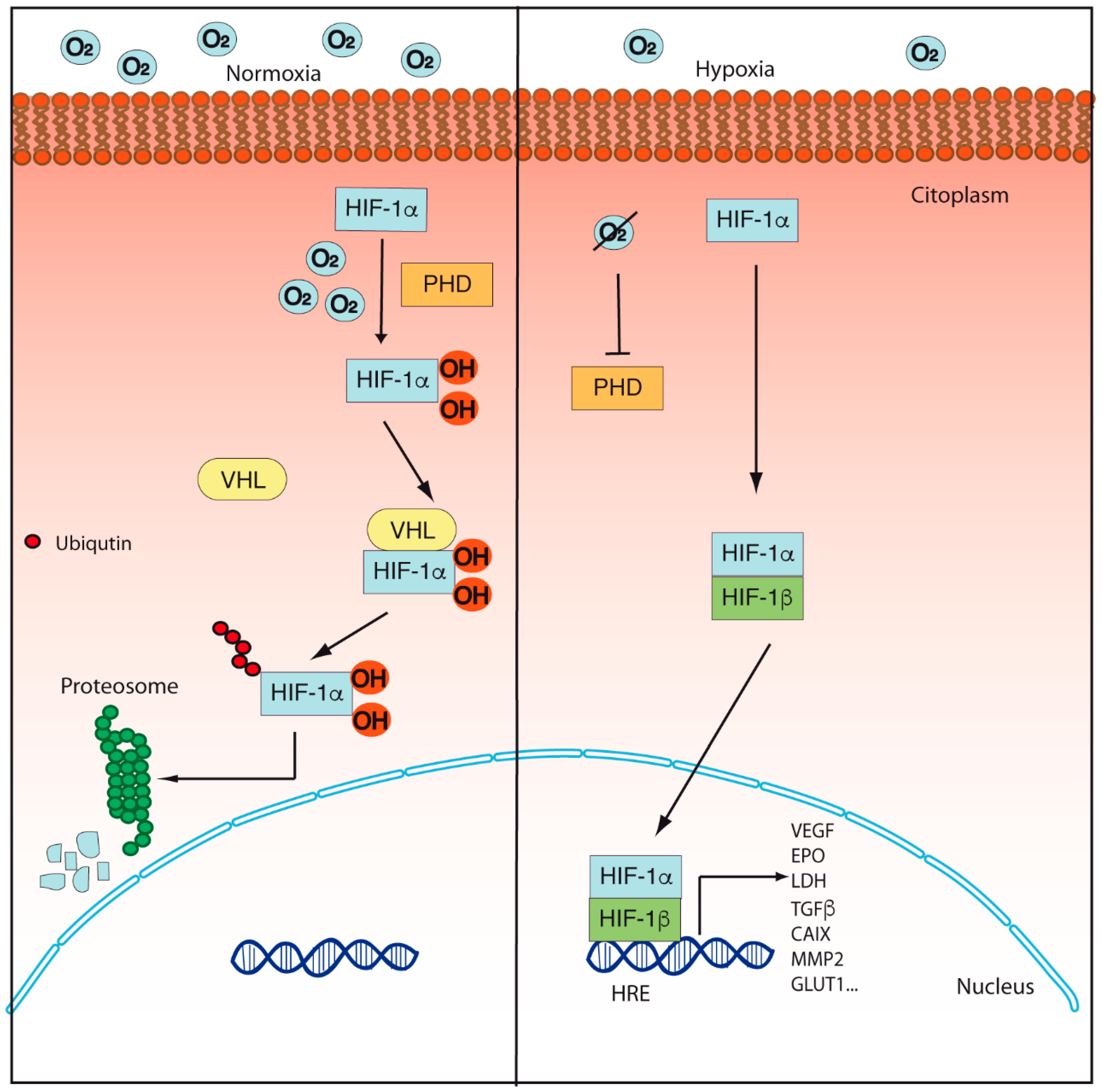 Cancers 14 02291 g001