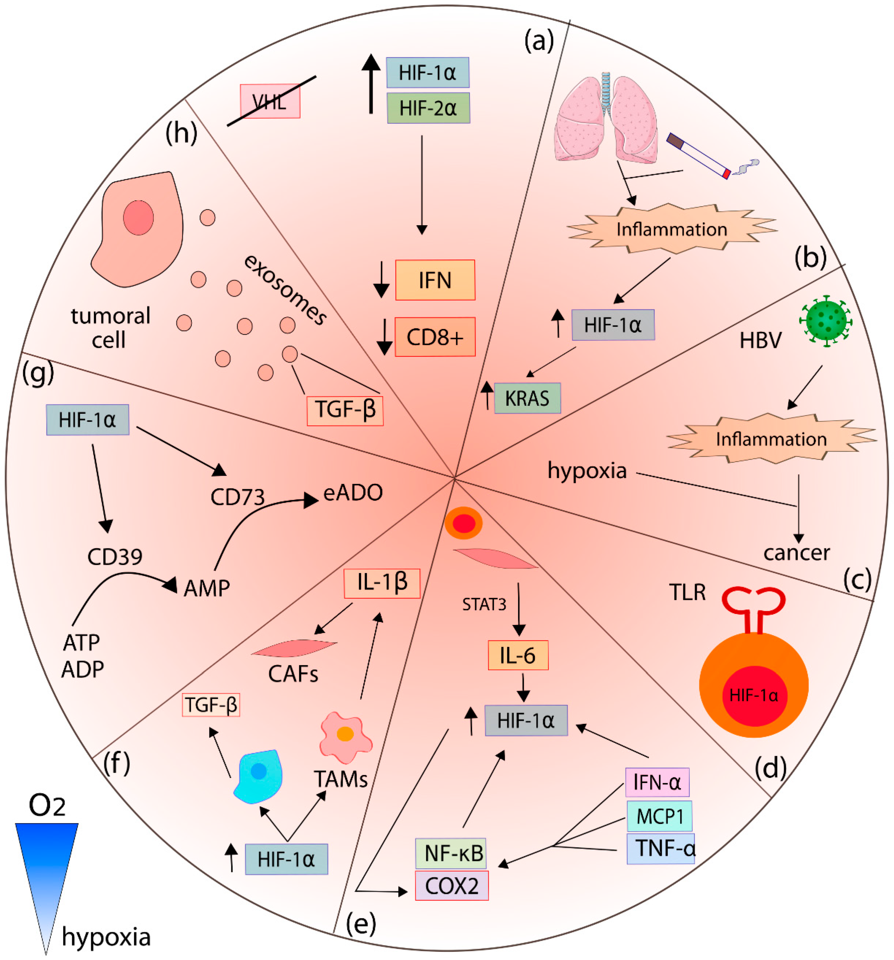 Cancers 14 02291 g002