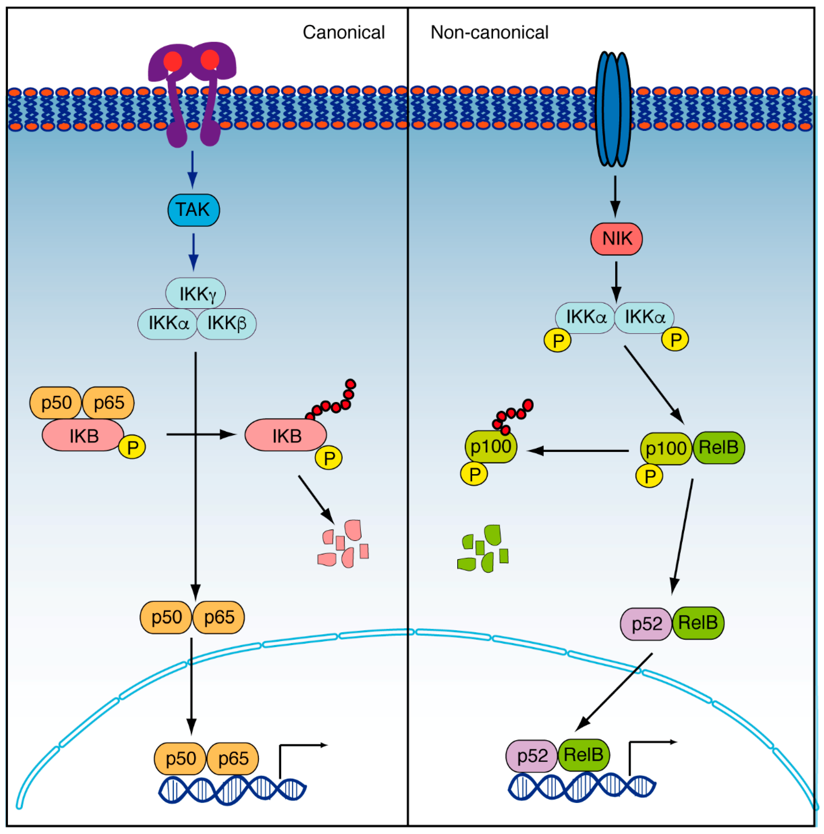 Cancers 14 02291 g003