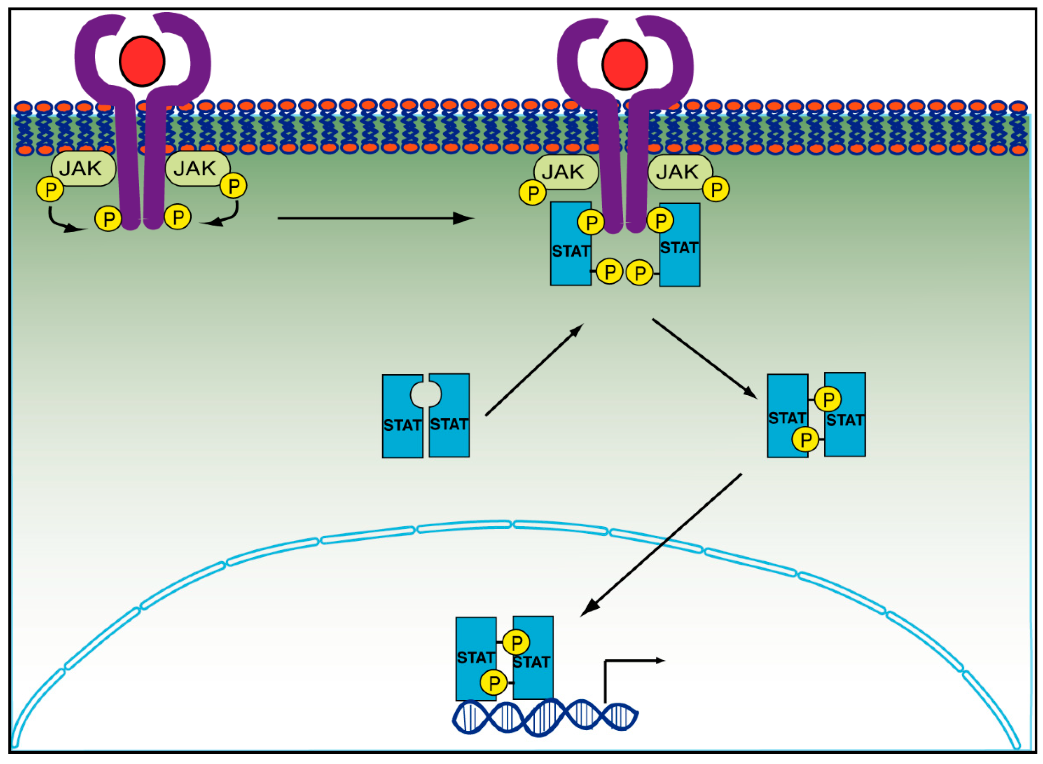 Cancers 14 02291 g004