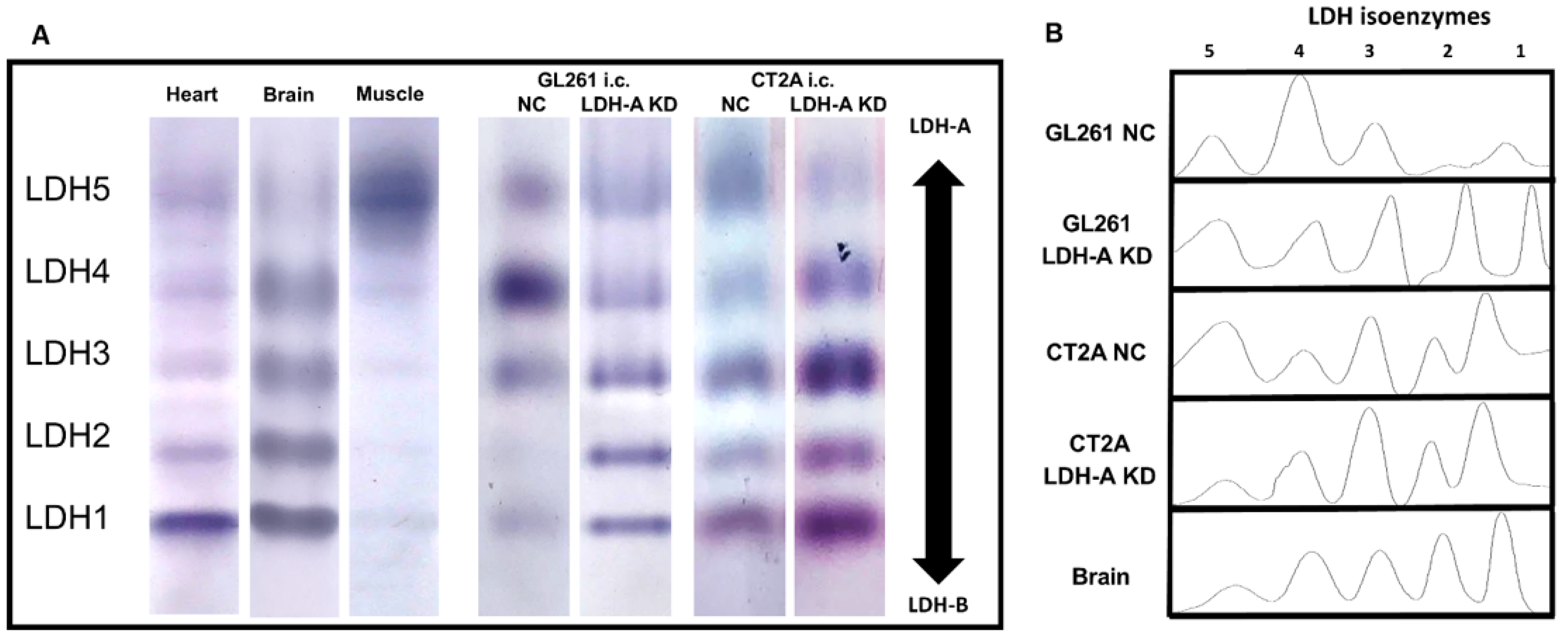Cancers 14 02306 g002 550