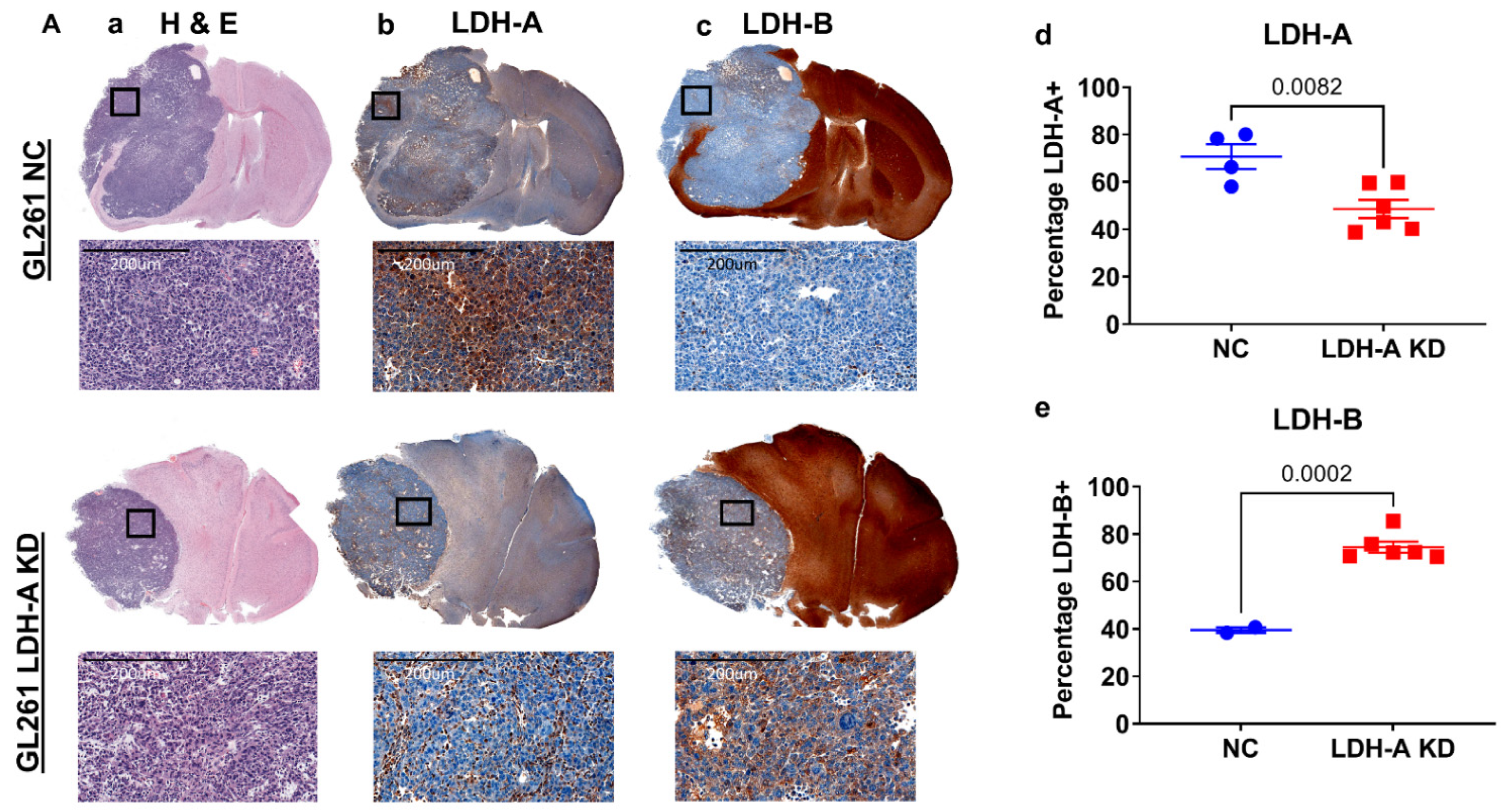 Cancers 14 02306 g004a 550