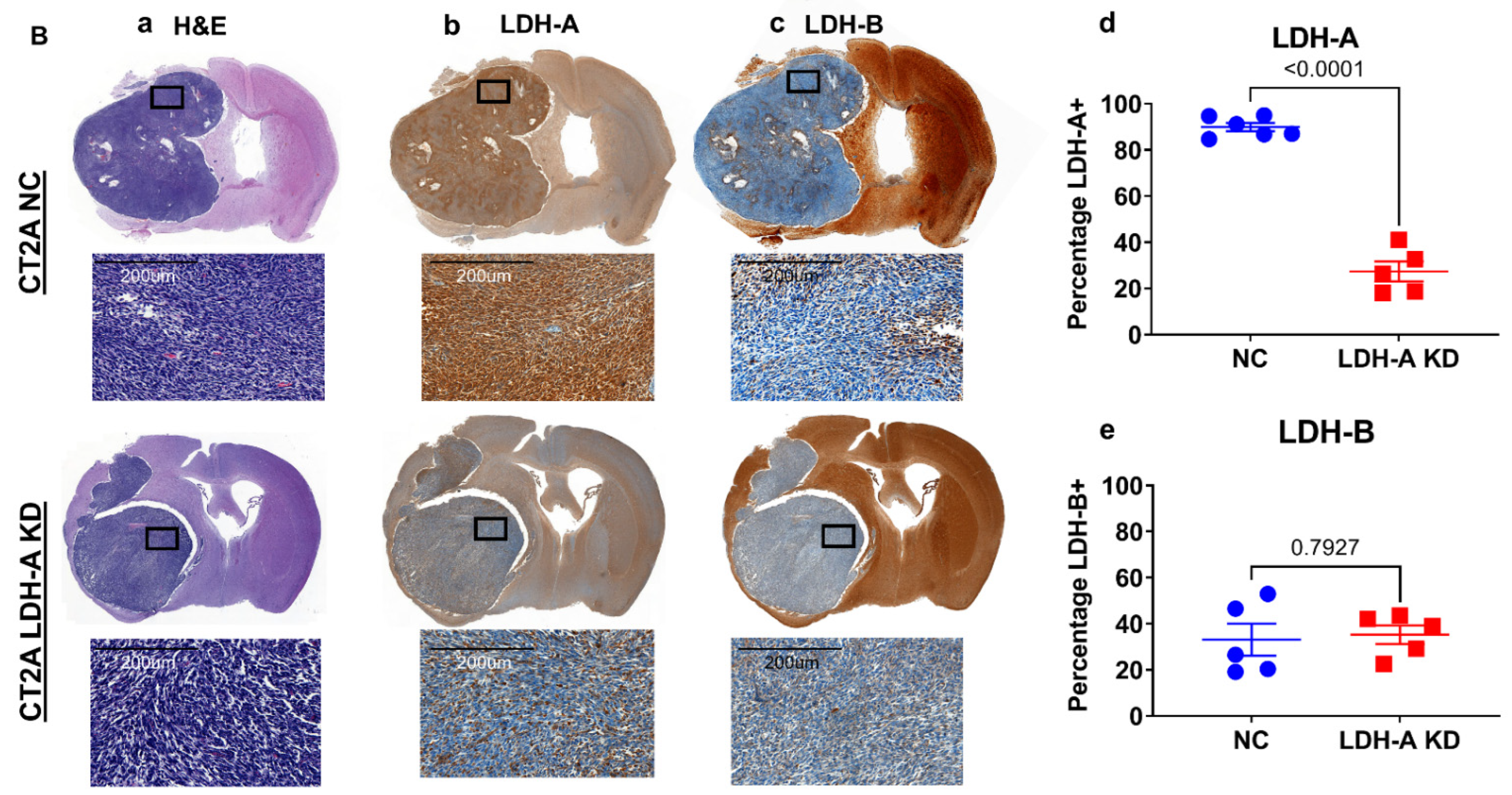 Cancers 14 02306 g004b 550