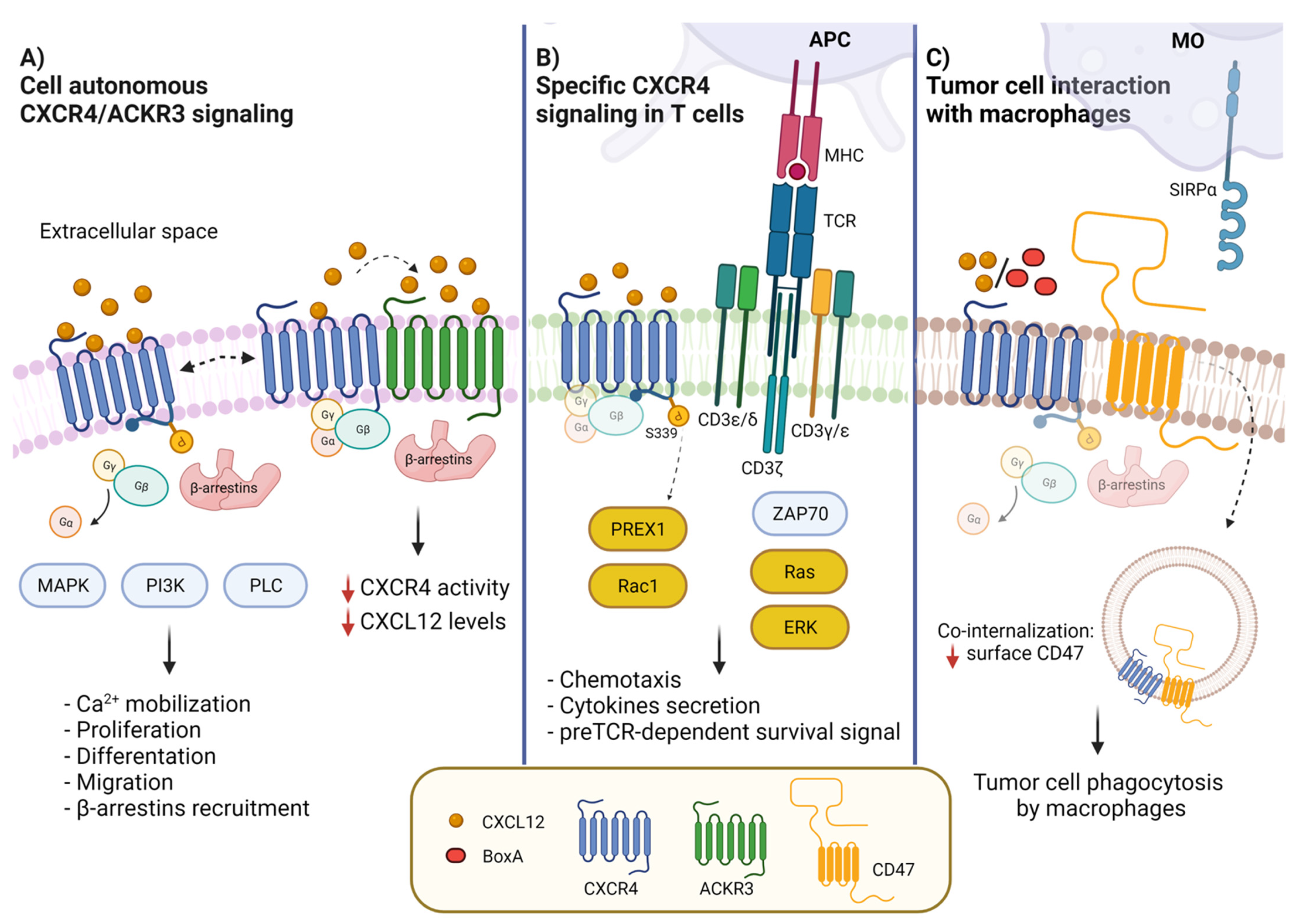 Cancers 14 02314 g001 Cancers 14 02314 g001