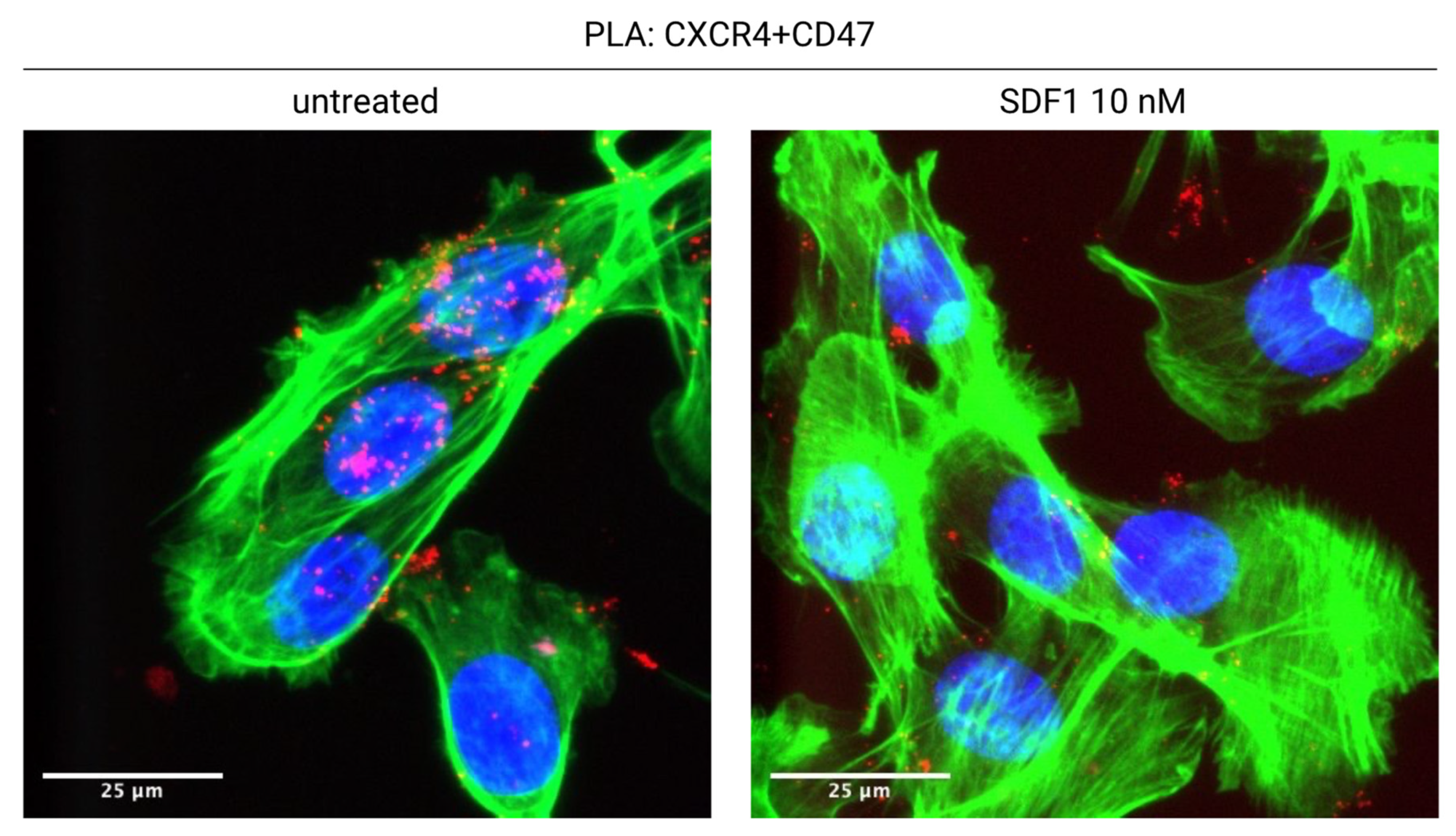 Cancers 14 02314 g002 Cancers 14 02314 g002