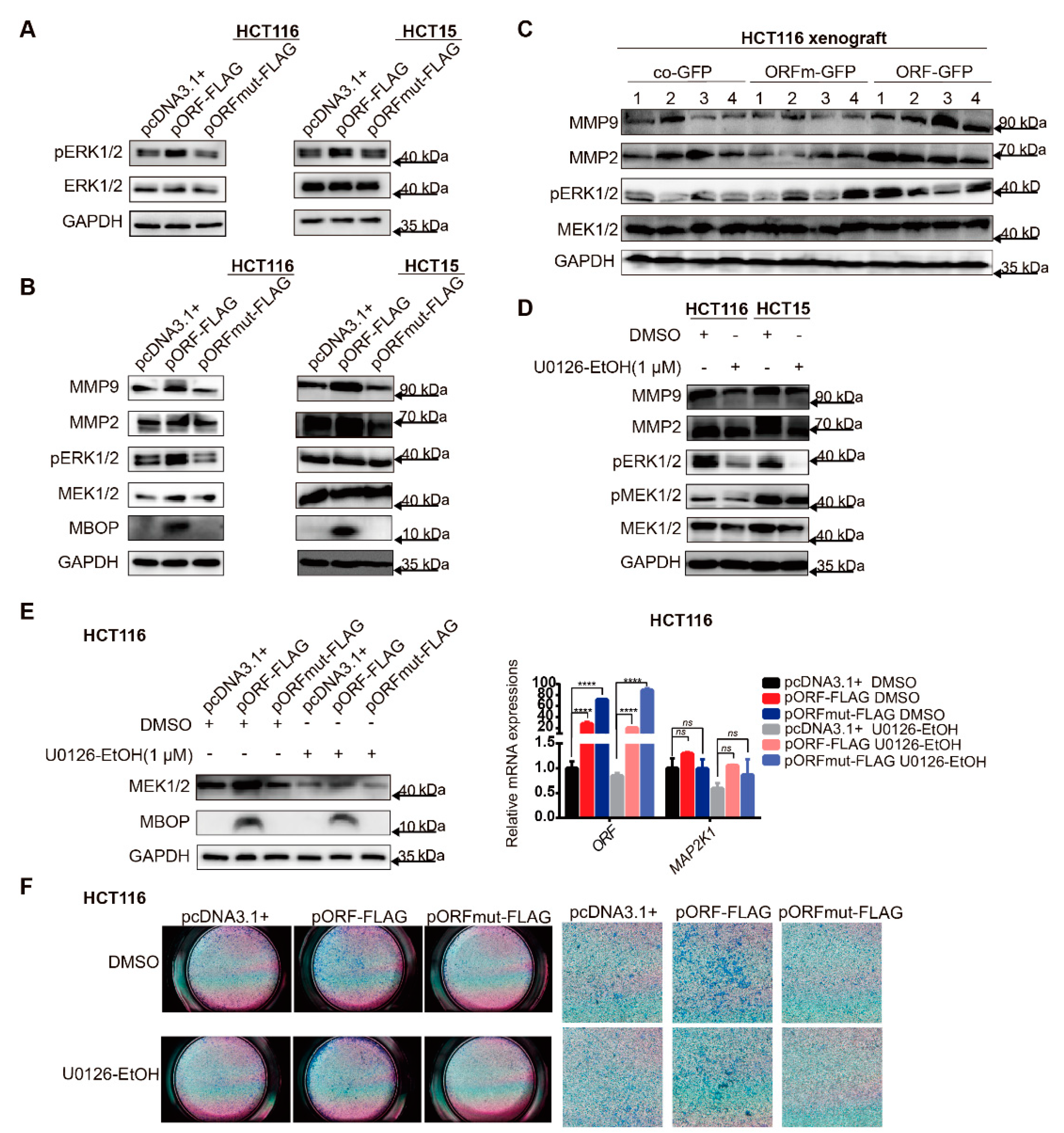 Cancers 14 02338 g005