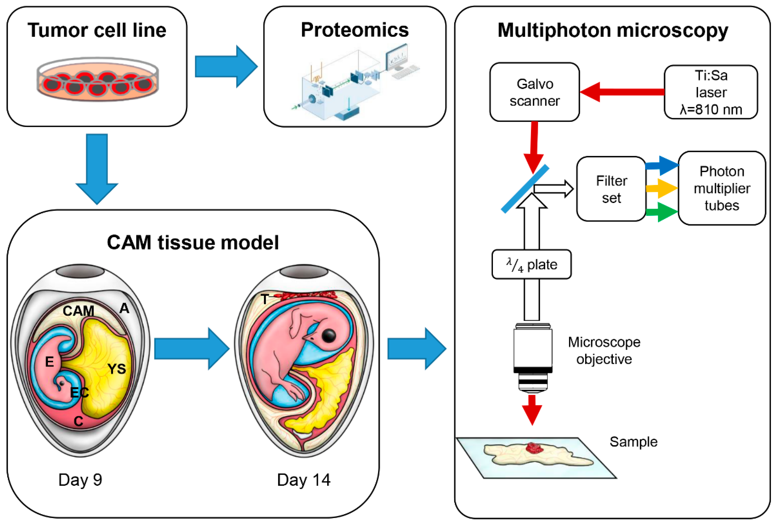 Cancers 14 02364 g001