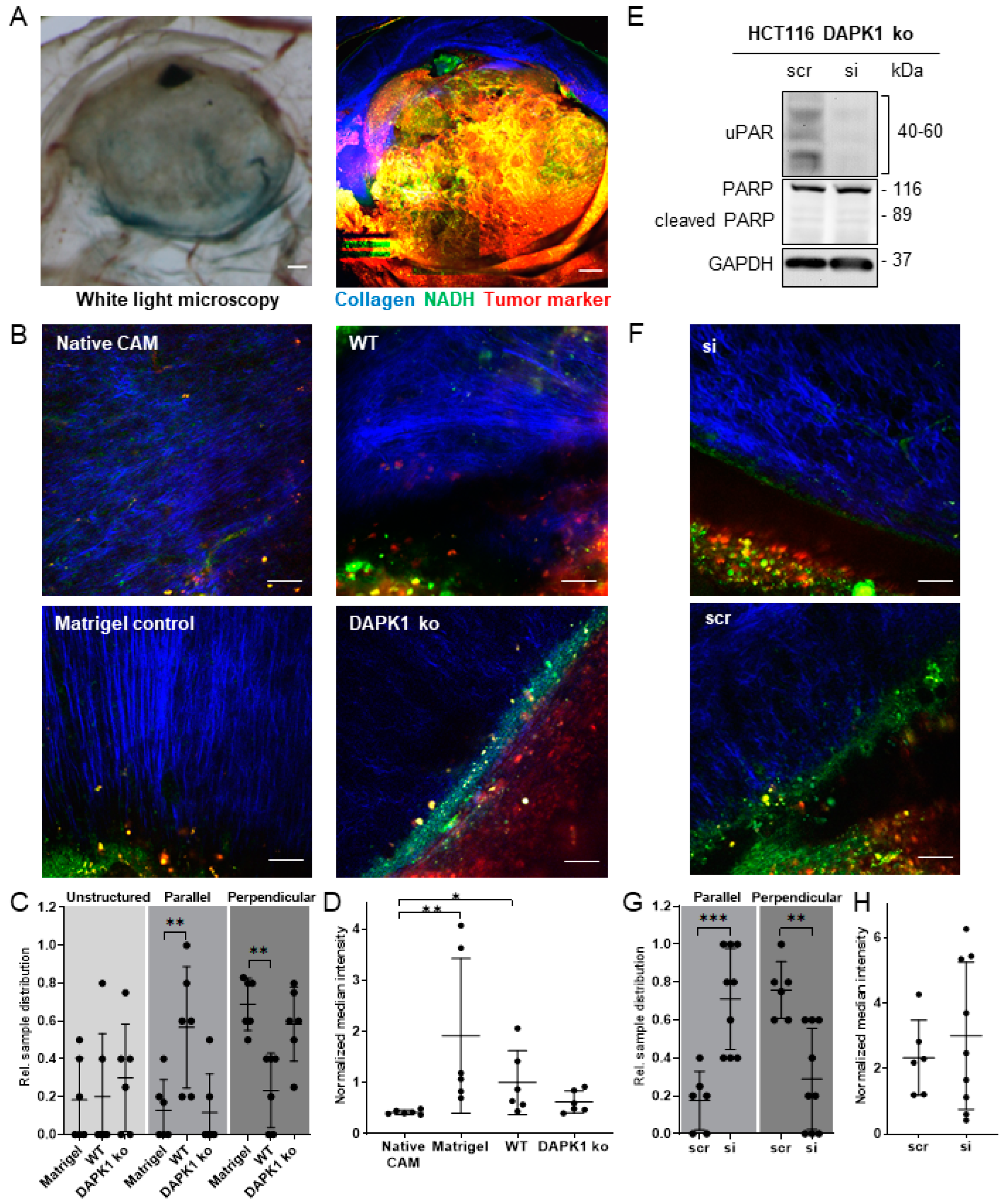 Cancers 14 02364 g004