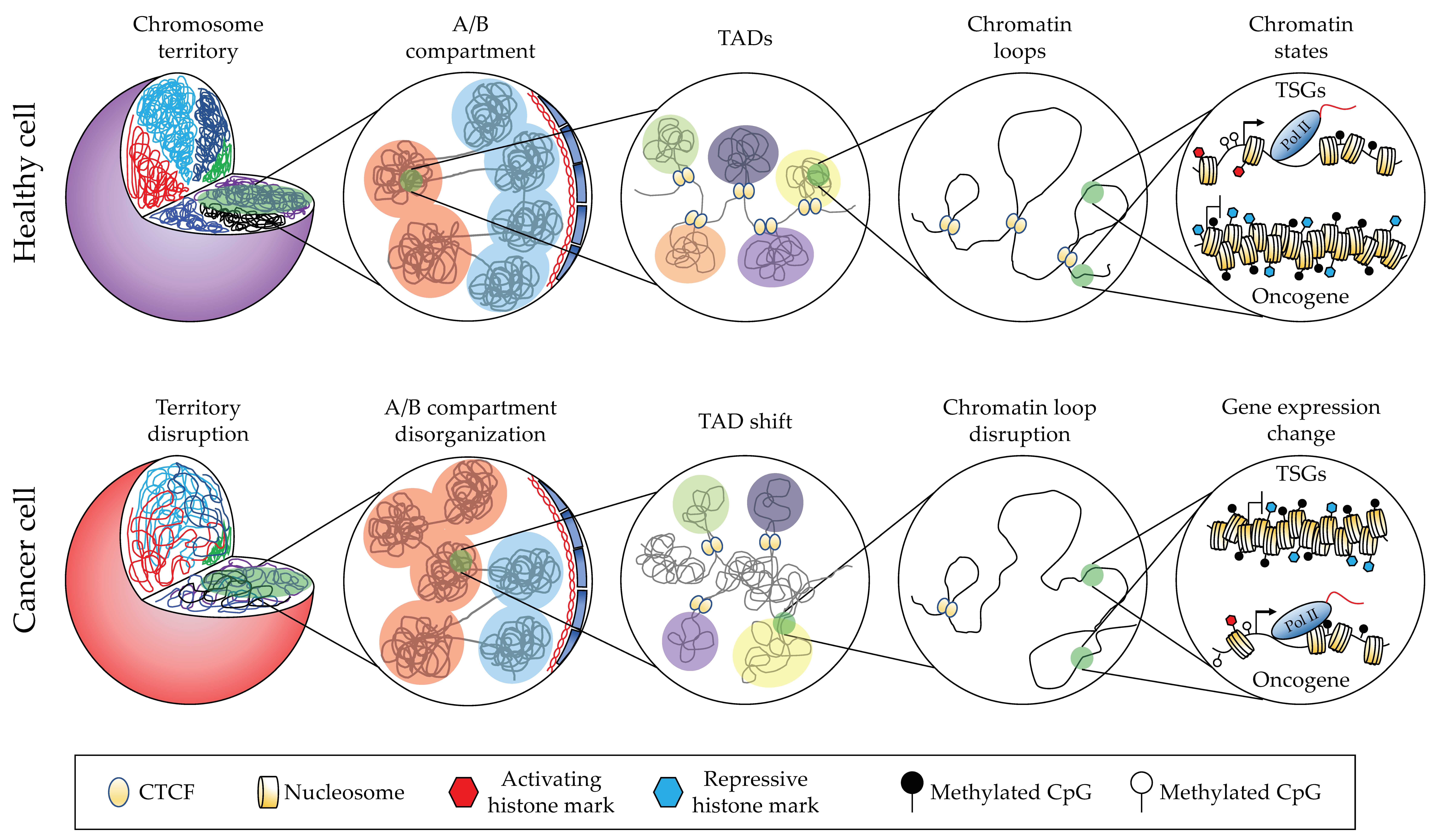 Cancers 14 02384 g001 550