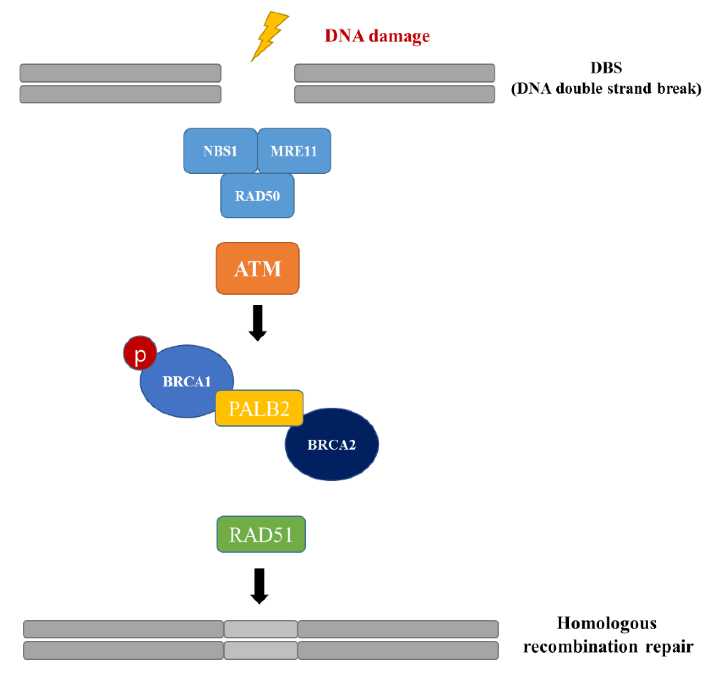 Cancers 14 02405 g001 Cancers 14 02405 g001