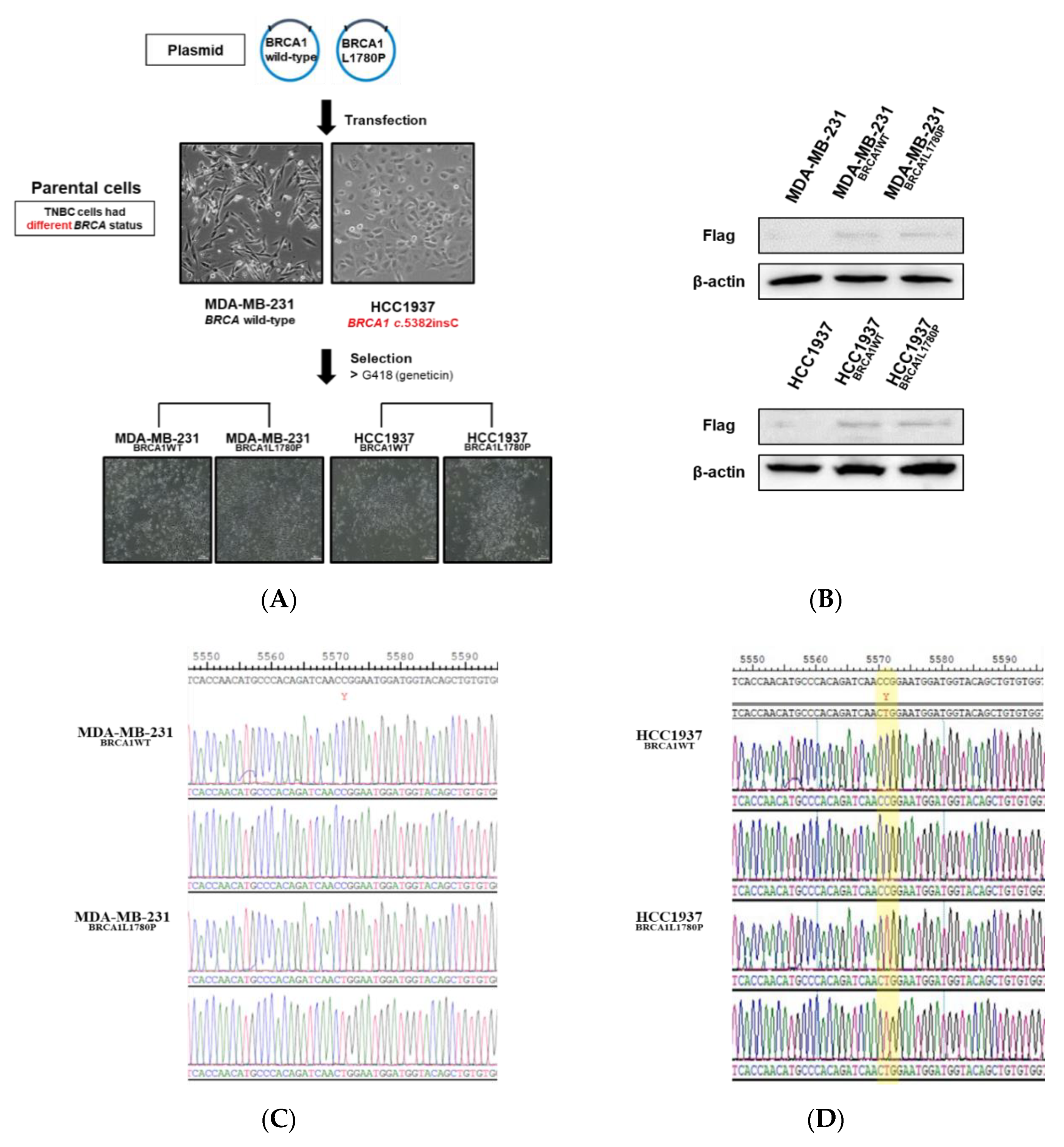 Cancers 14 02405 g002a Cancers 14 02405 g002a