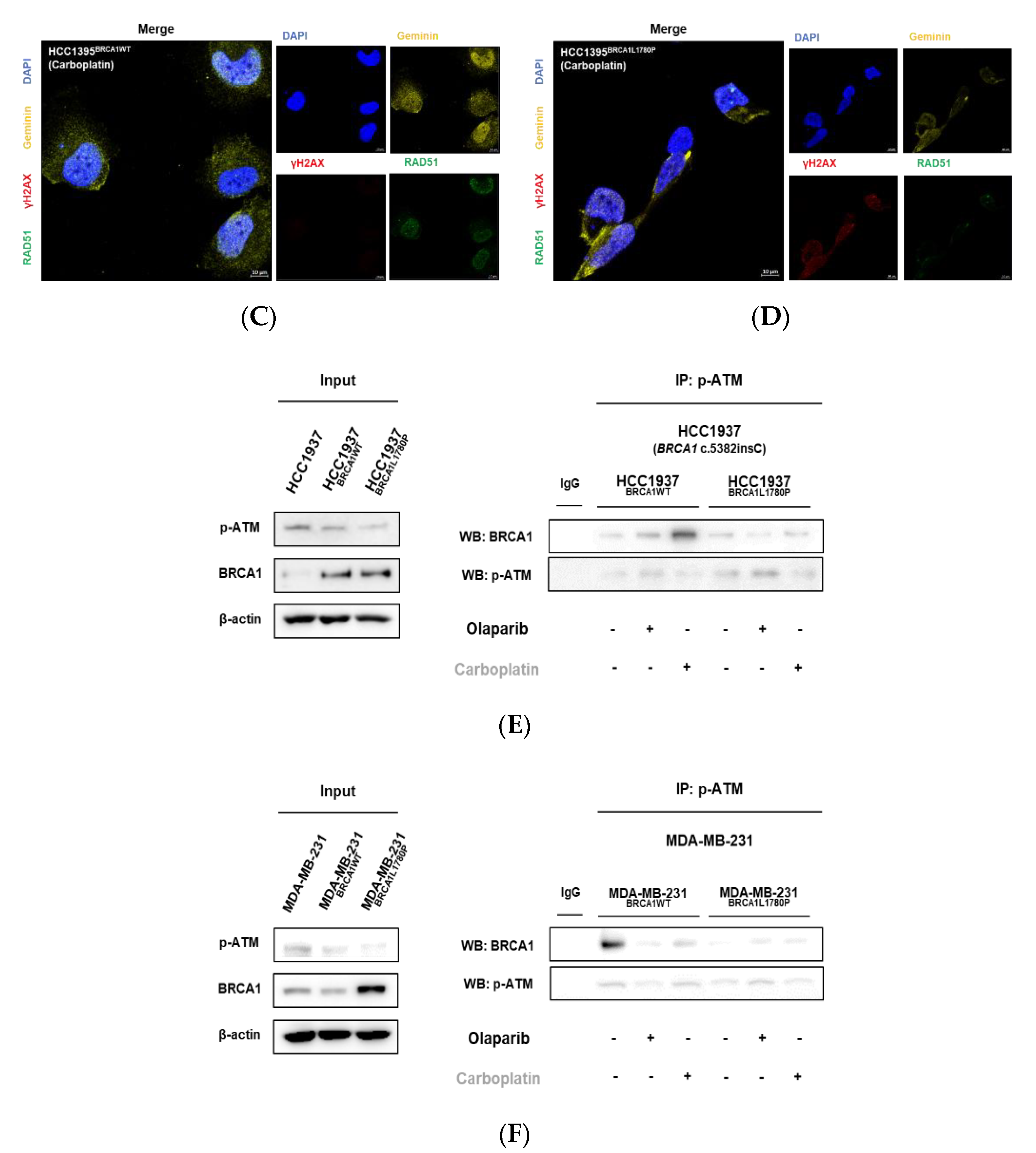 Cancers 14 02405 g005b Cancers 14 02405 g005b