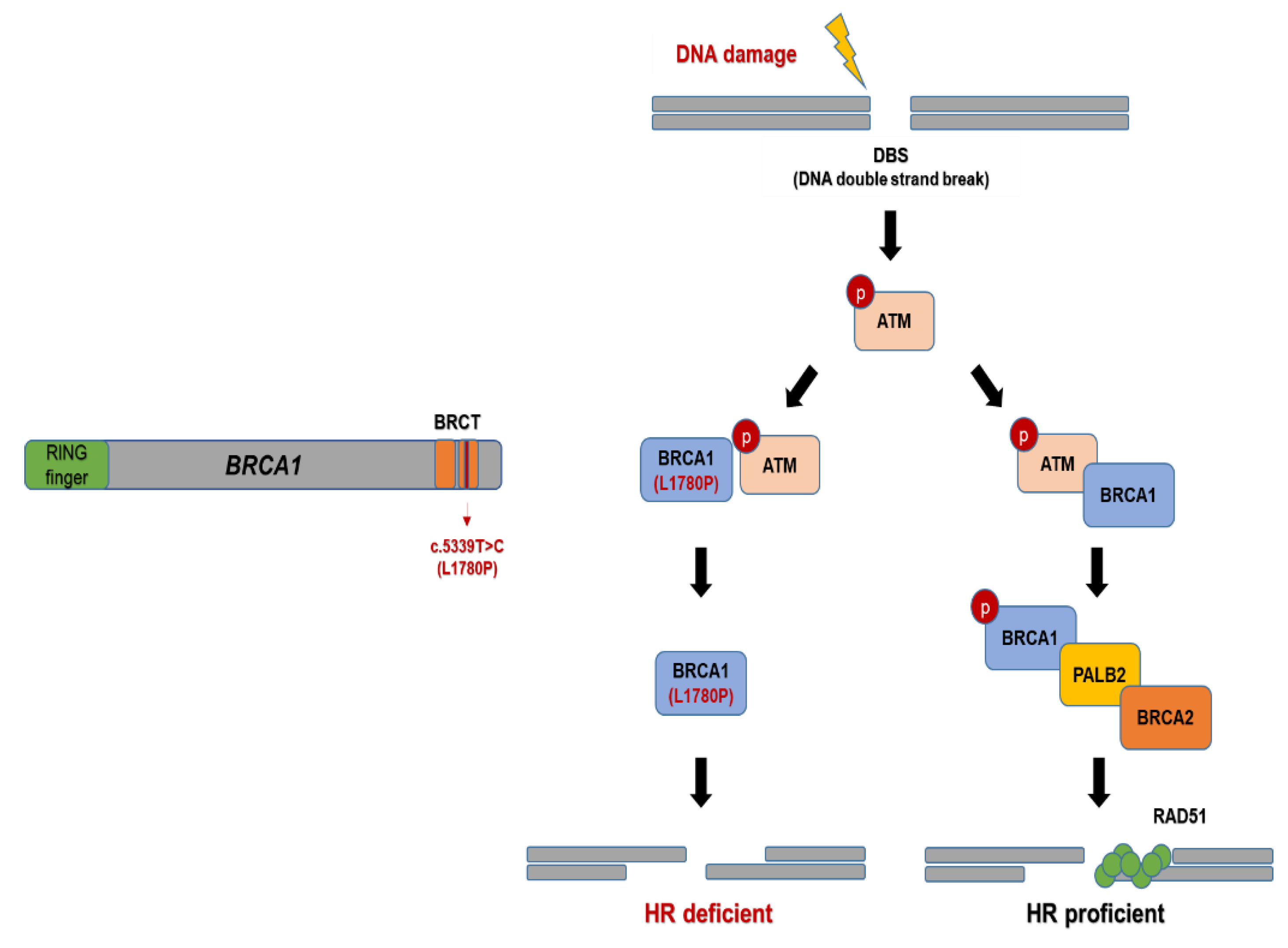 Cancers 14 02405 g008 Cancers 14 02405 g008