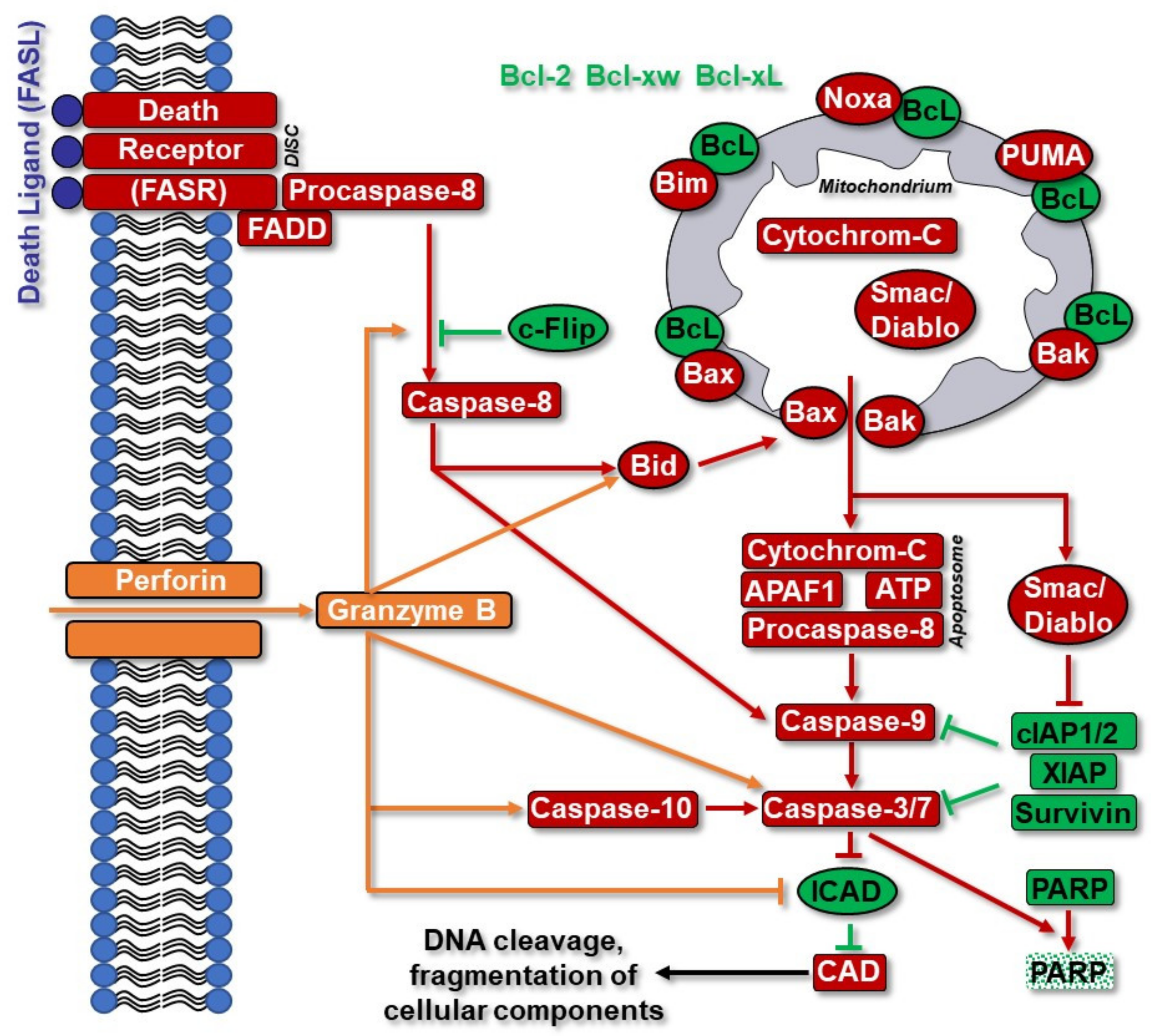 Cancers 14 02416 g004 Cancers 14 02416 g004