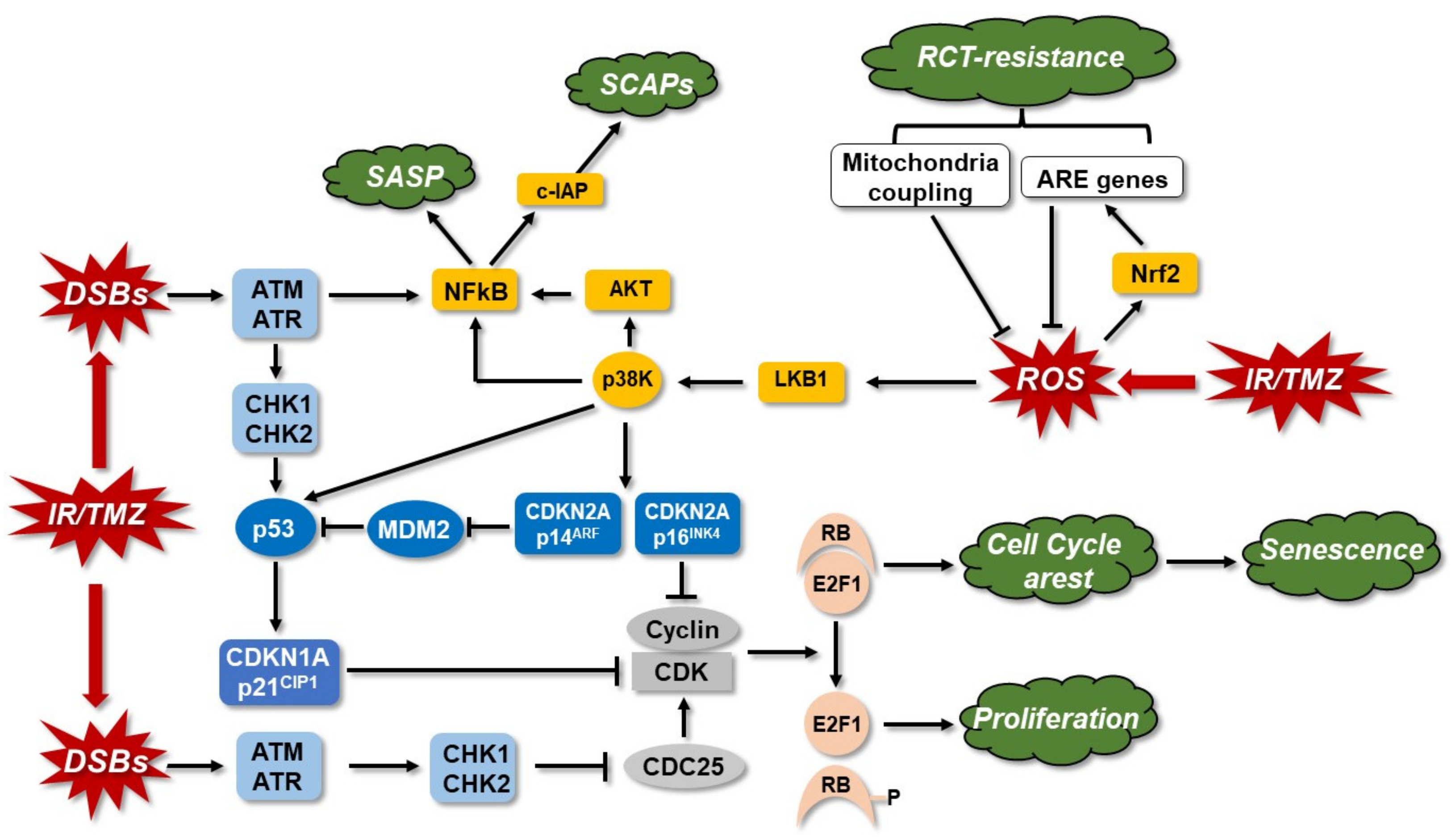 Cancers 14 02416 g005 Cancers 14 02416 g005