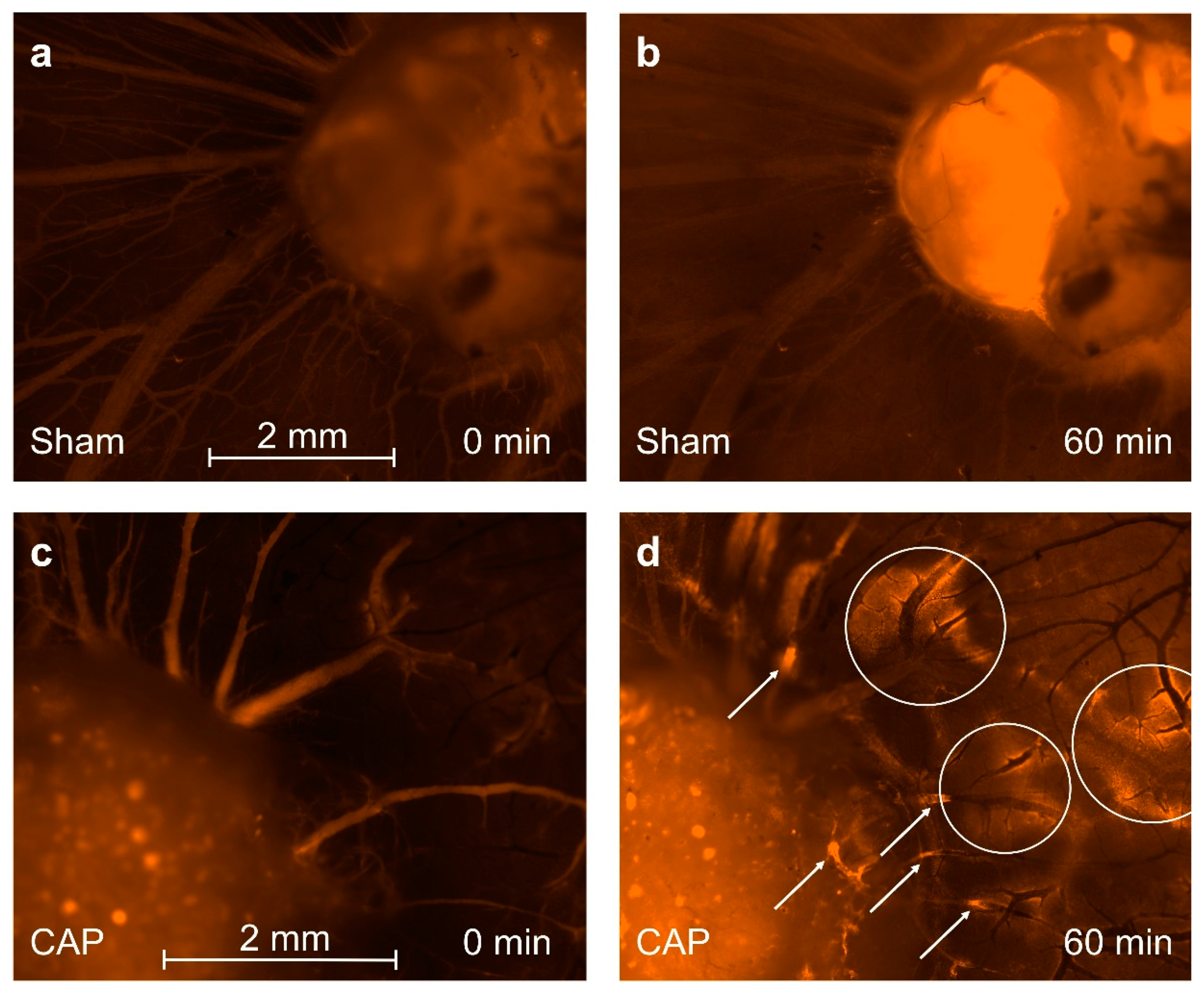 Cancers 14 02432 g006 Cancers 14 02432 g006