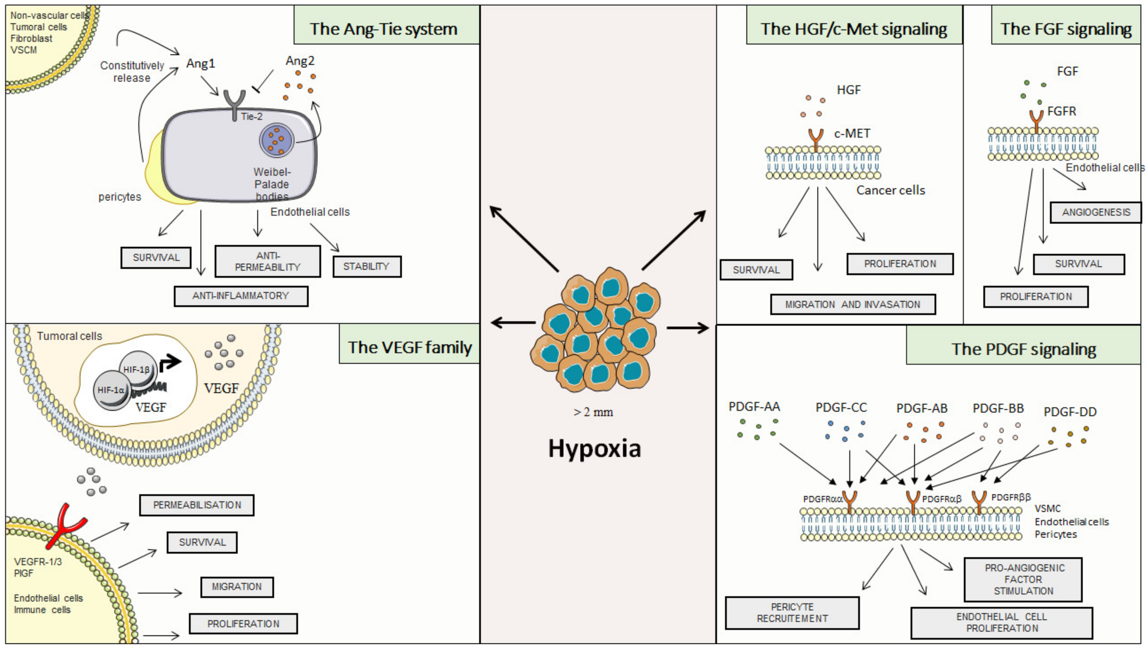 Cancers 14 02446 g002 Cancers 14 02446 g002