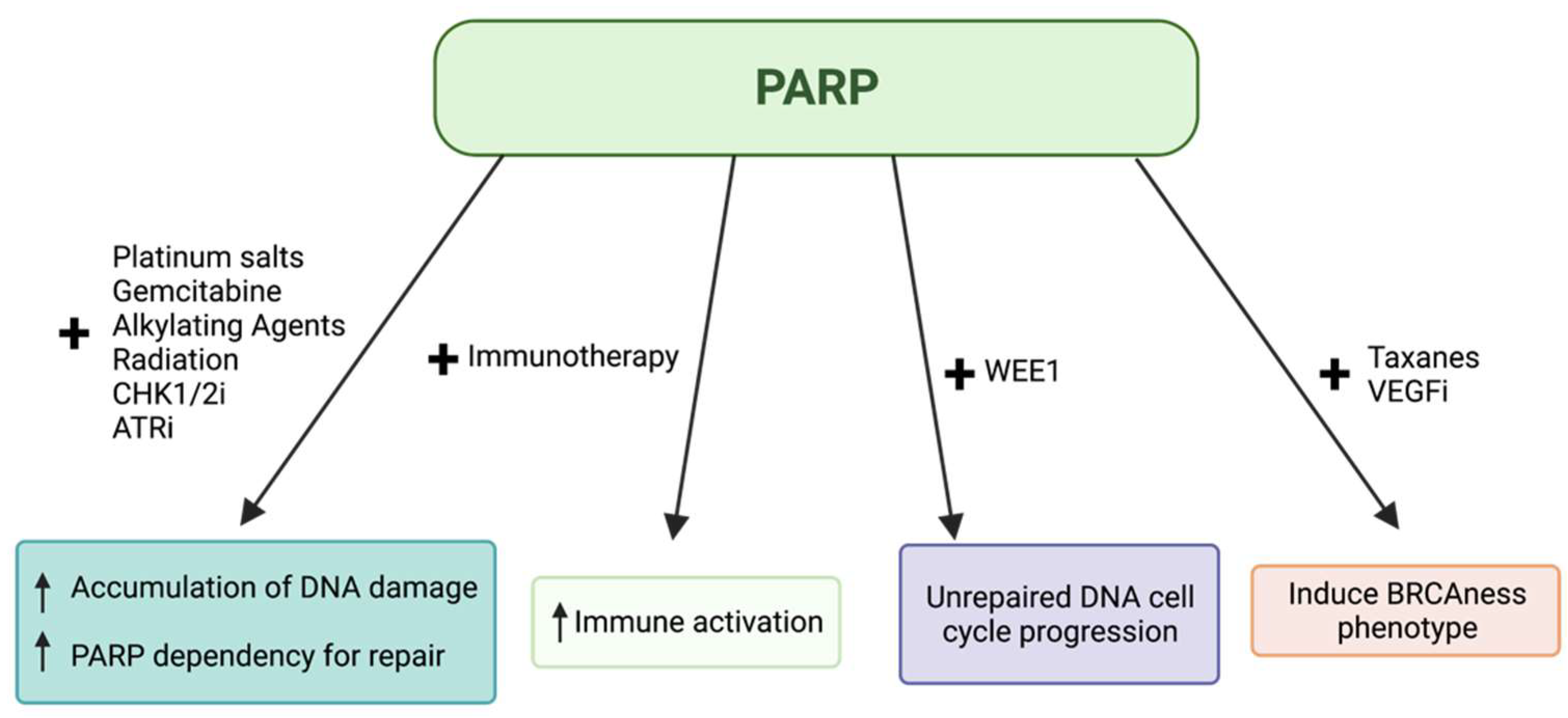 Cancers Free Full Text Brca Mutated Pancreatic Cancer From Discovery To Novel Treatment Paradigms Html