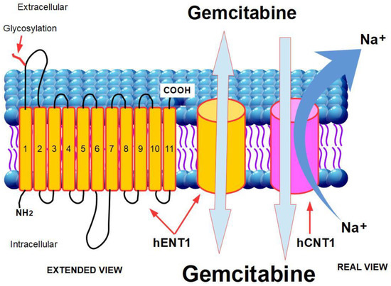 早割切符 Resistance to Gemcitabine in Pancreatic Ductal シャンプー