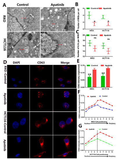 Studies of the Efficacy of Low-Dose Apatinib Monotherapy as Third-Line ...