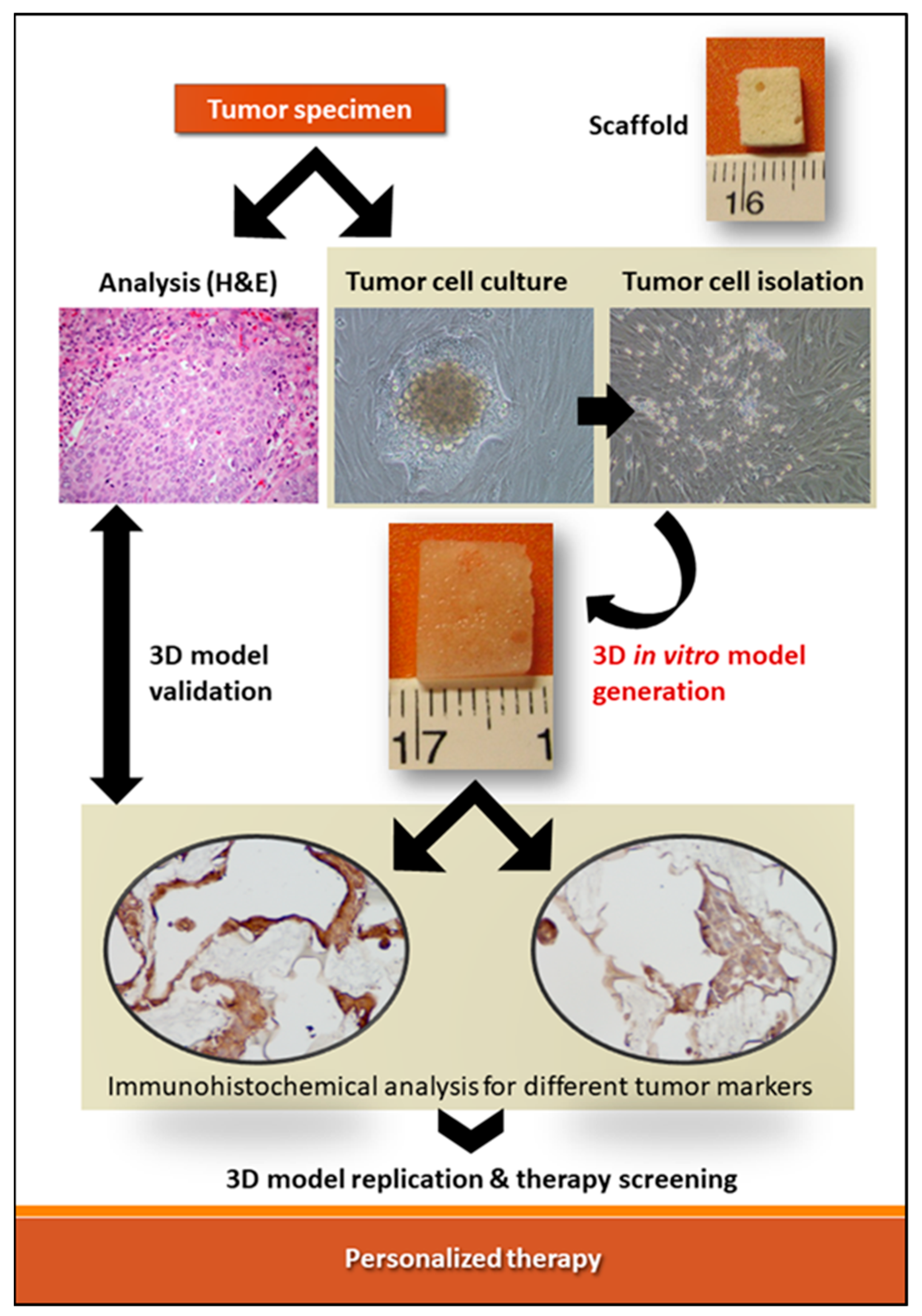 Cancers 14 02503 g001 550