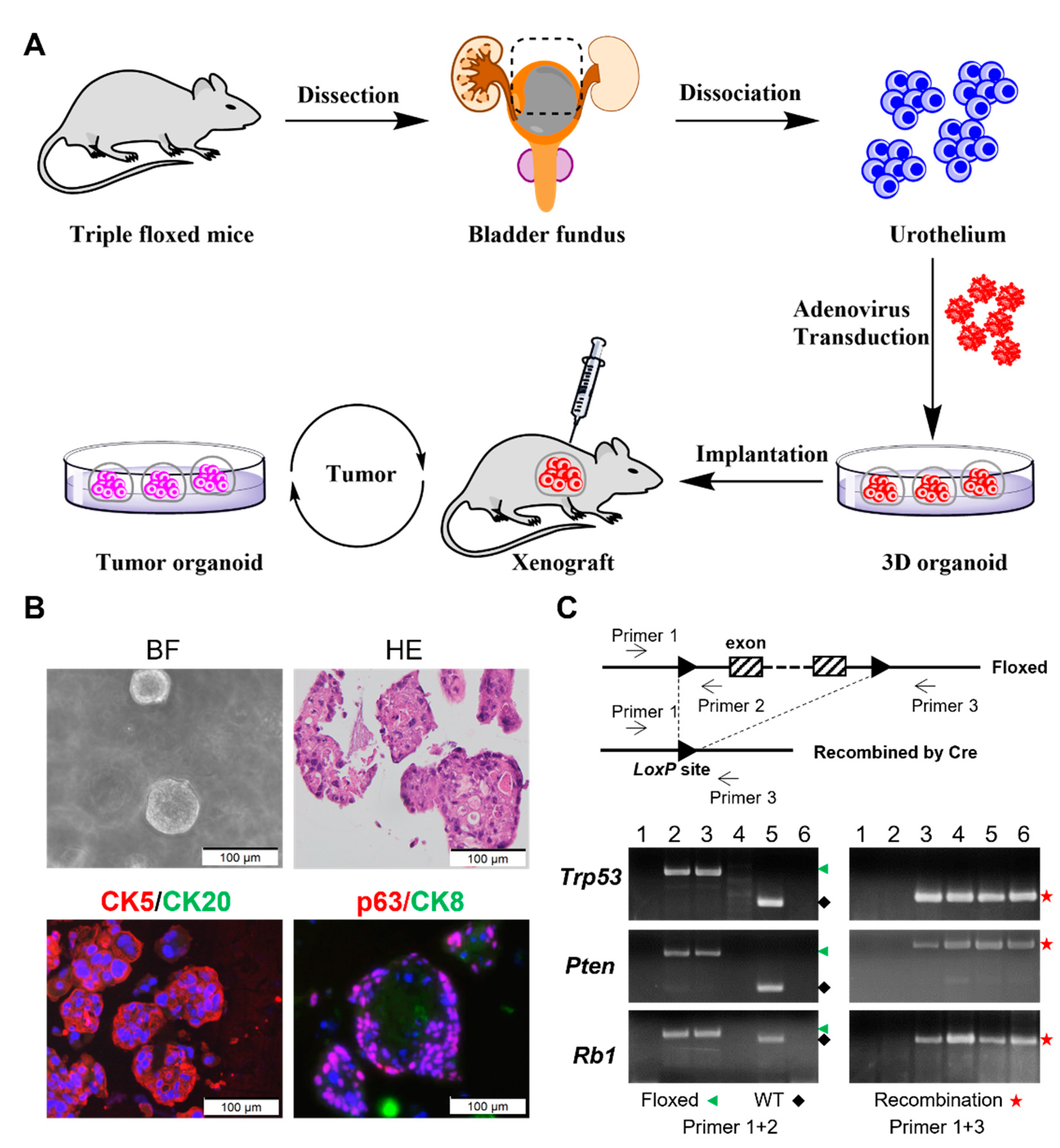 Cancers 14 02511 g001 Cancers 14 02511 g001