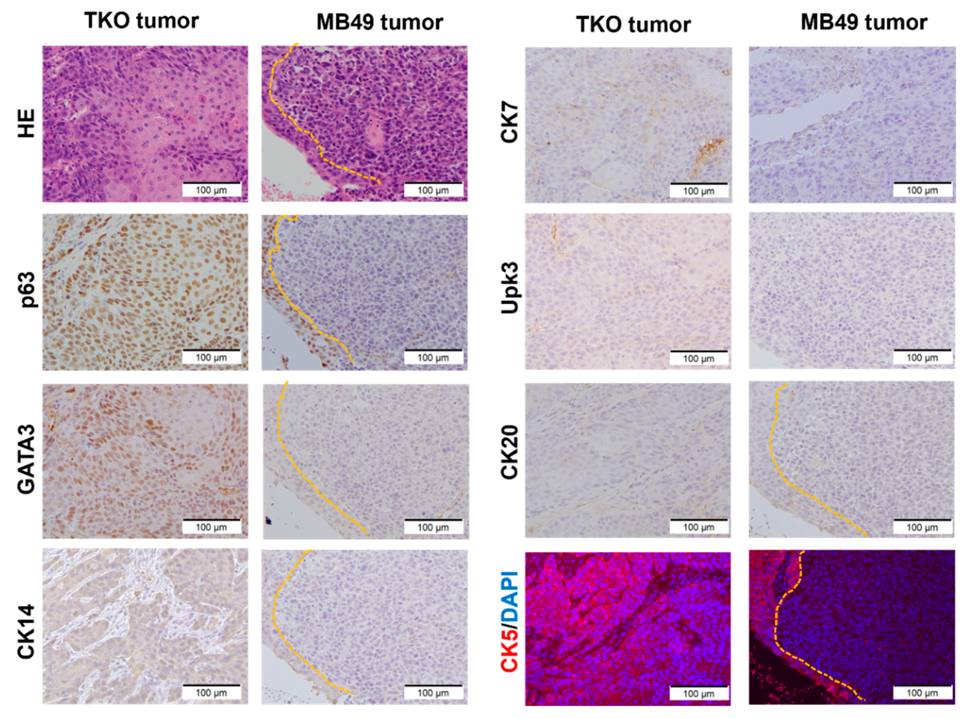Cancers 14 02511 g002 Cancers 14 02511 g002