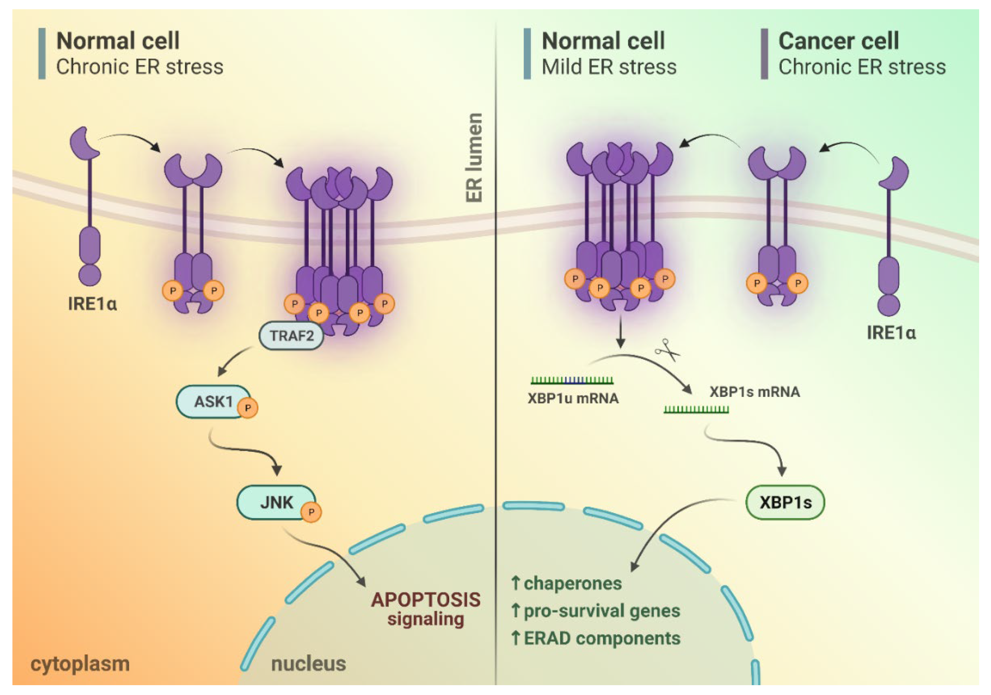 Cancers 14 02526 g001