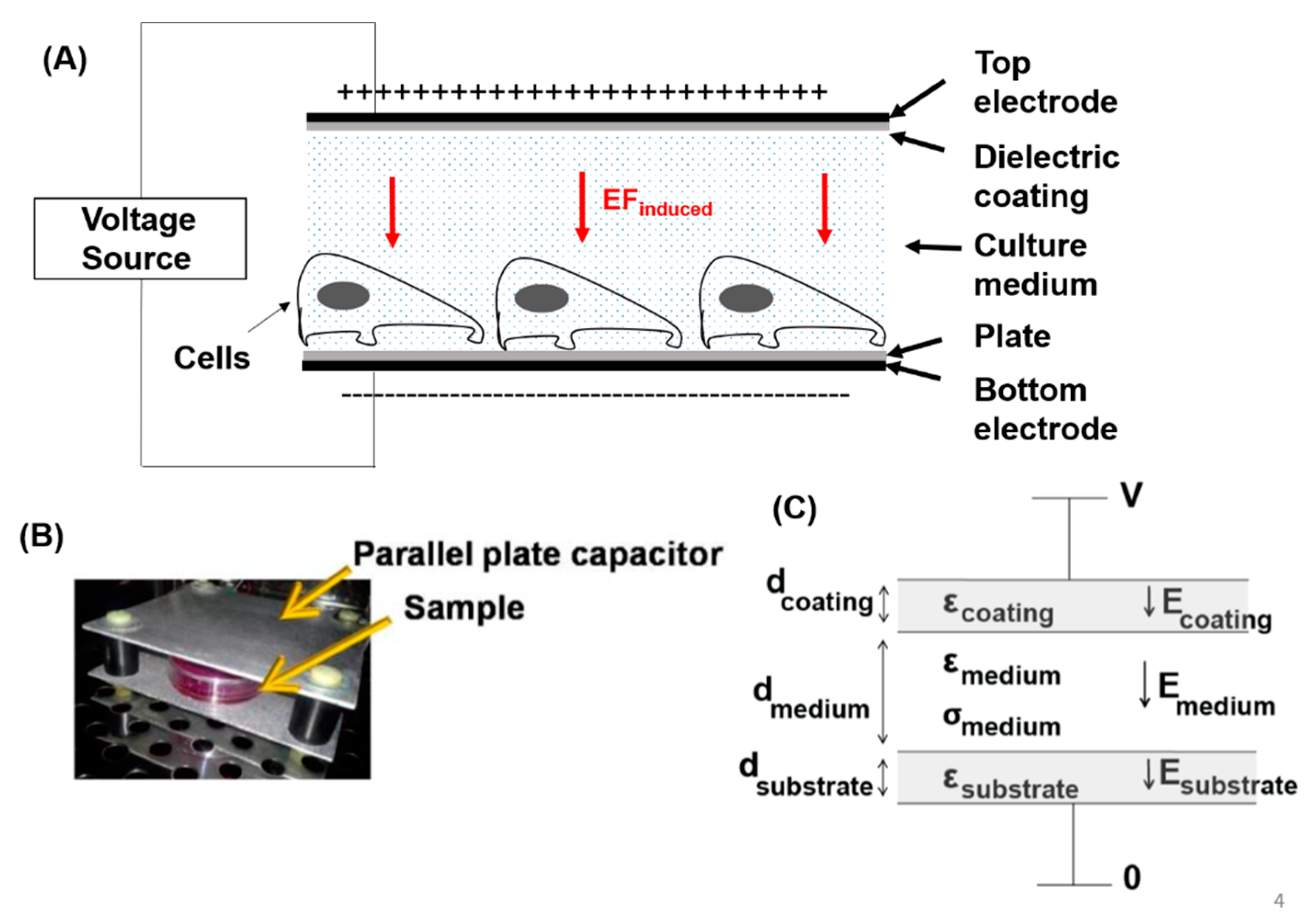 Cancers 14 02536 g004