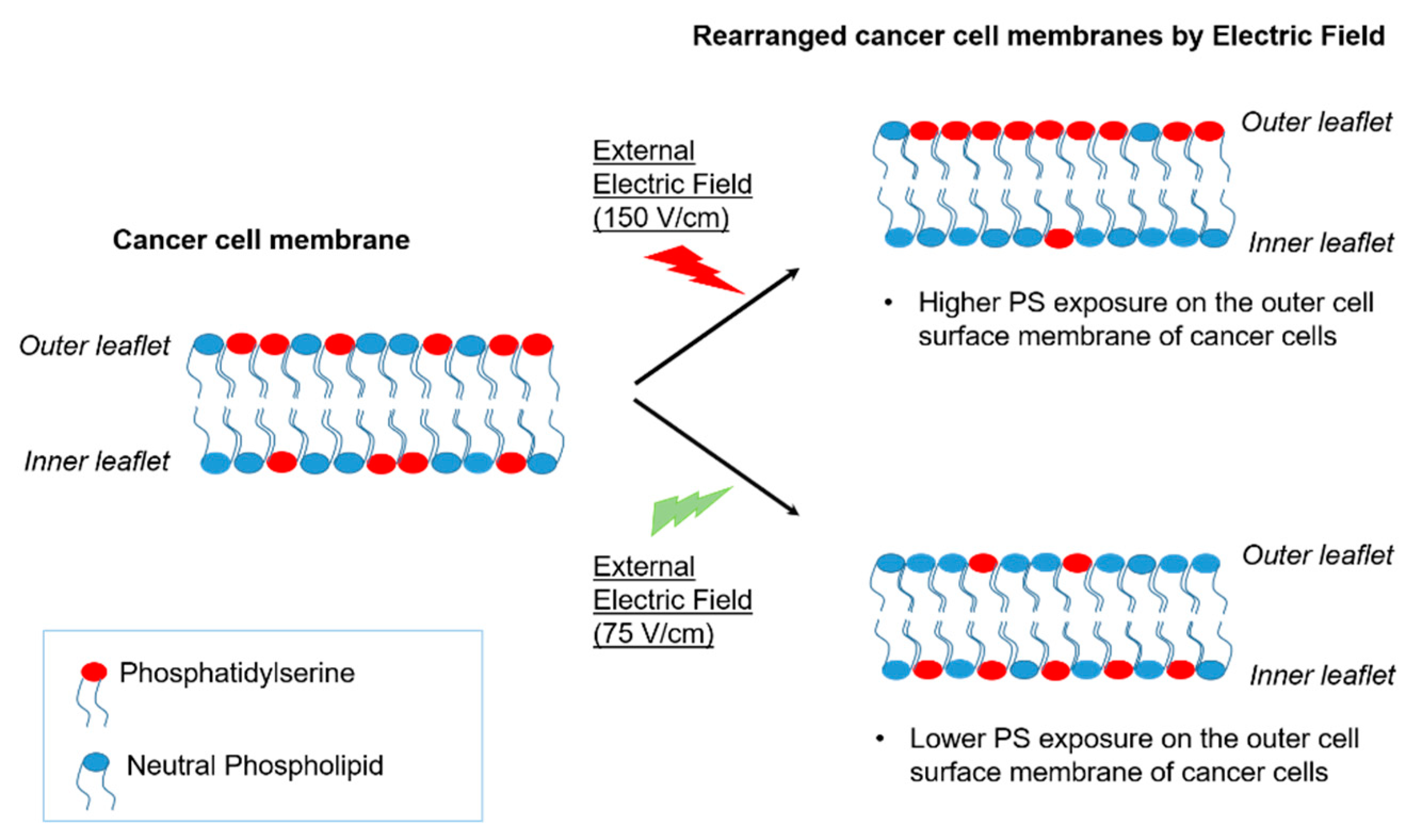 Cancers 14 02536 g005