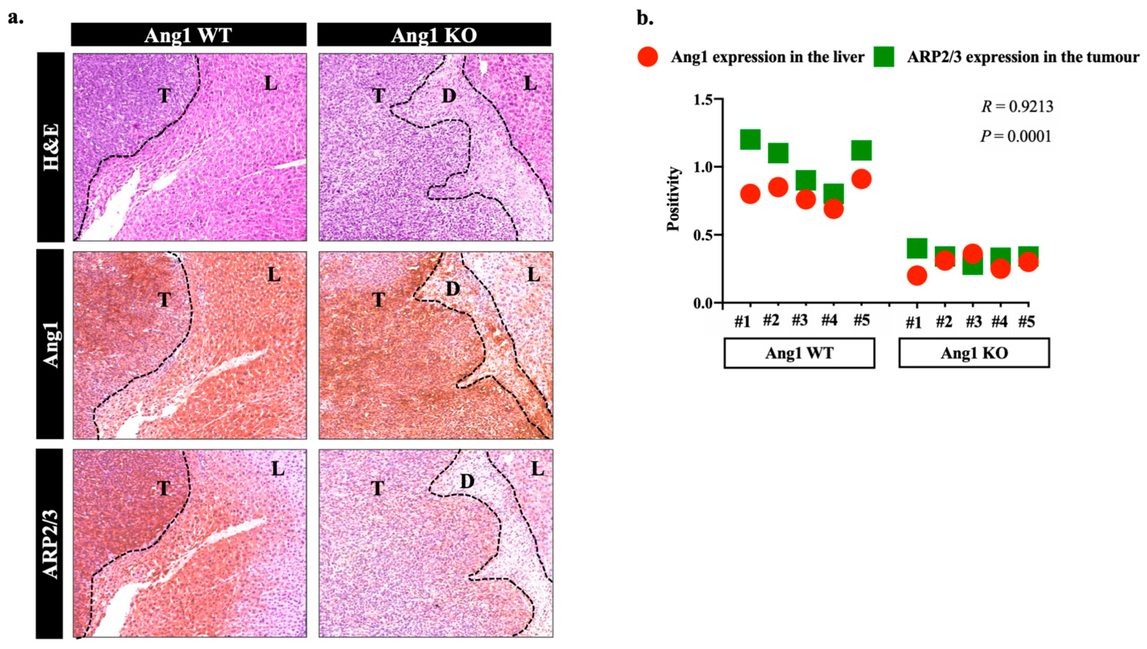 Cancers 14 02540 g002