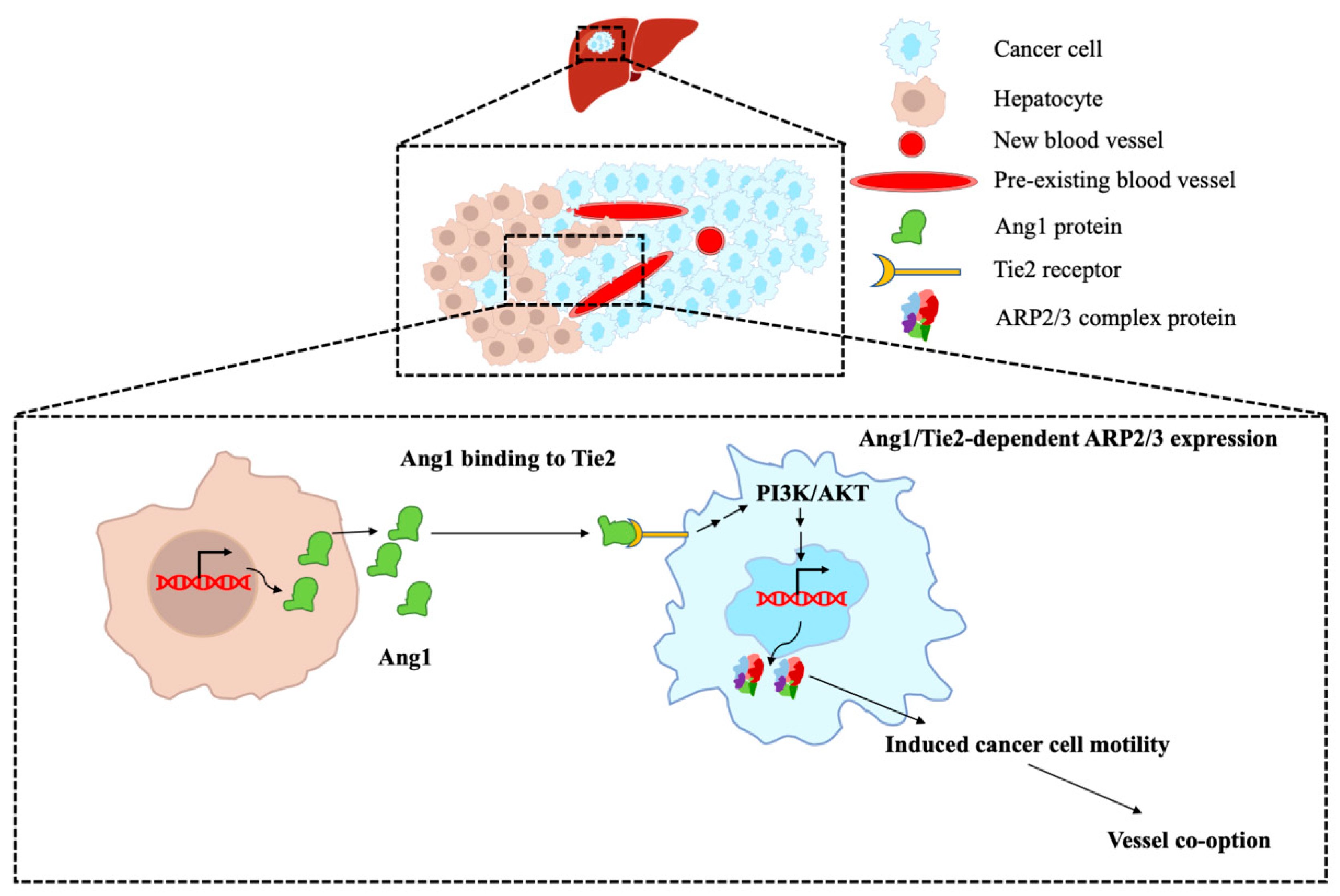 Cancers 14 02540 g006