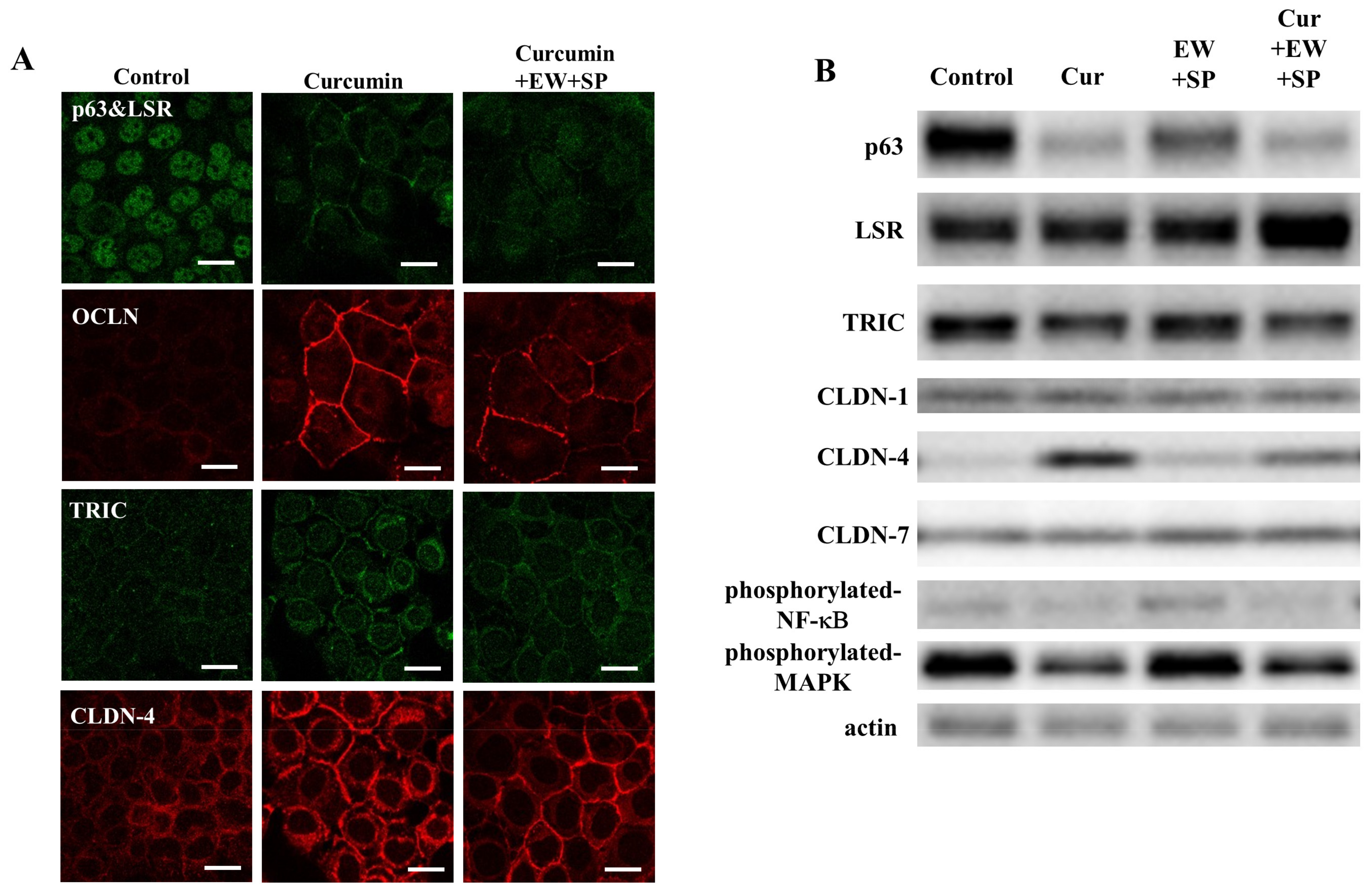 Cancers 14 02584 g004