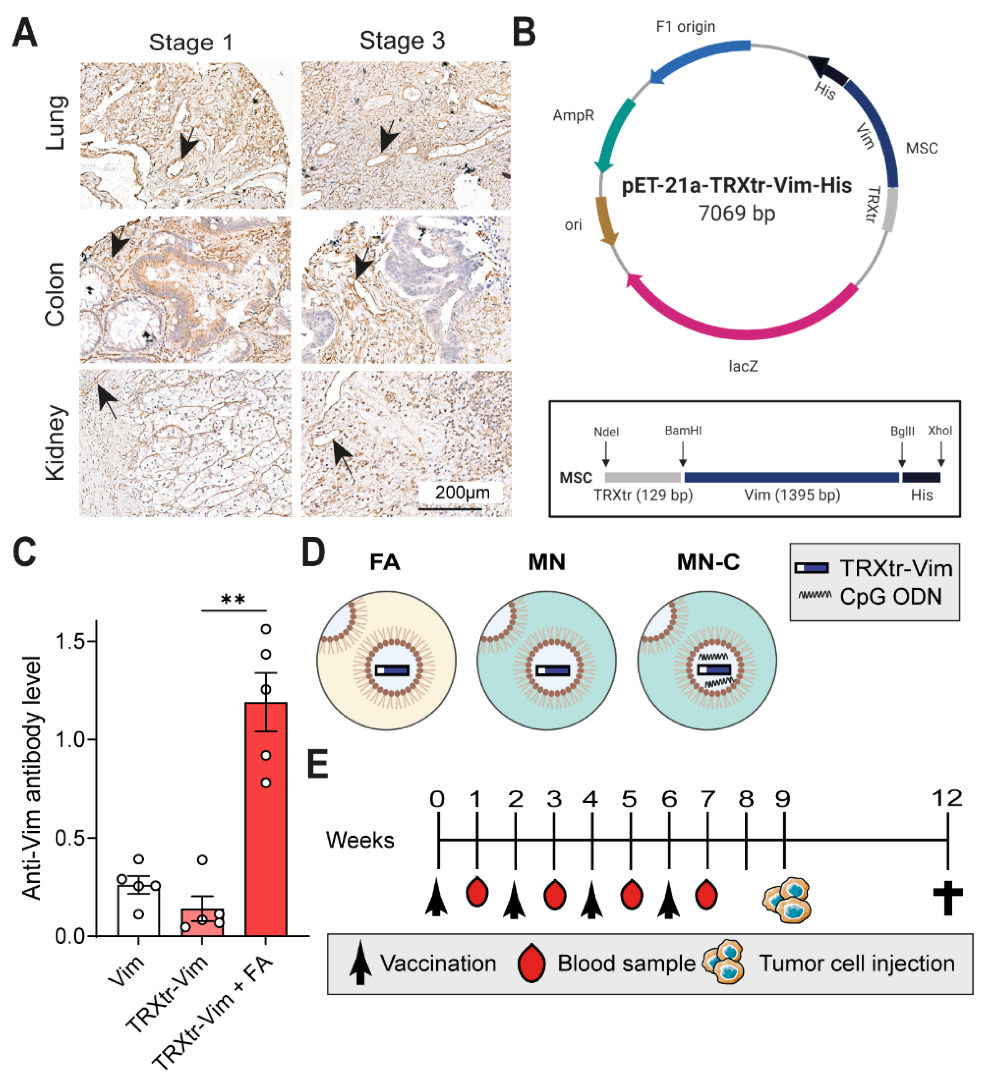 Cancers 14 02593 g001 550
