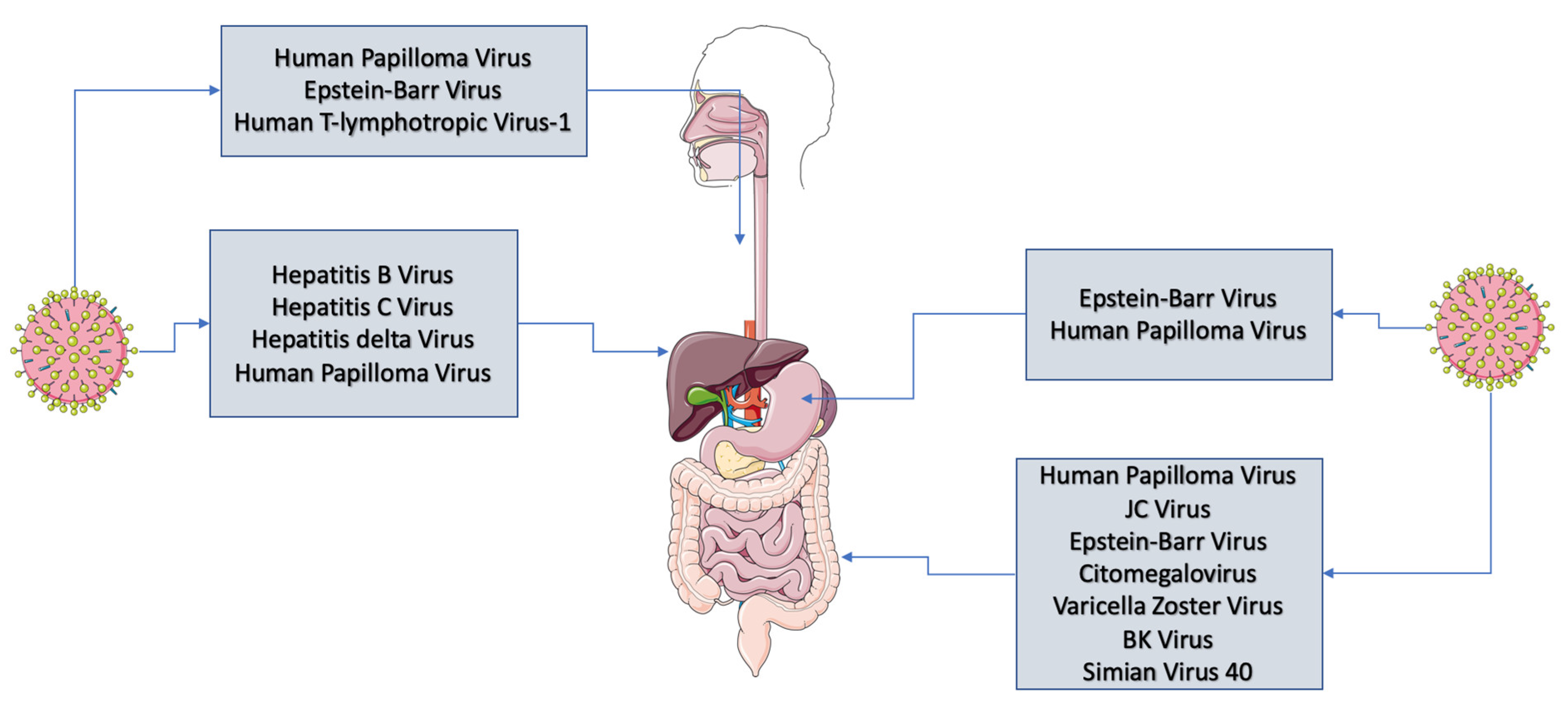 A HPV és a méhnyakrák kapcsolata