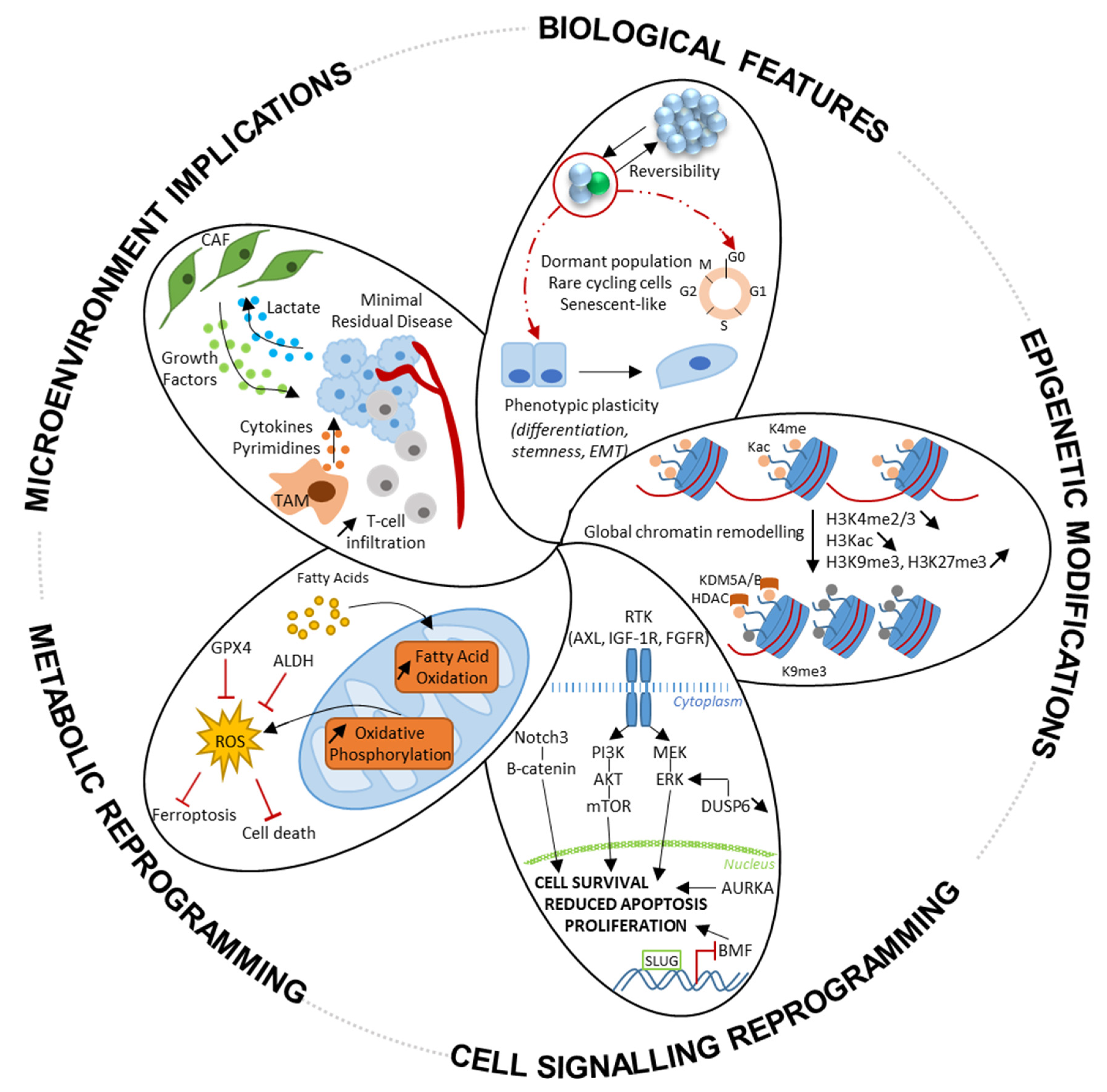 Cancers 14 02613 g004