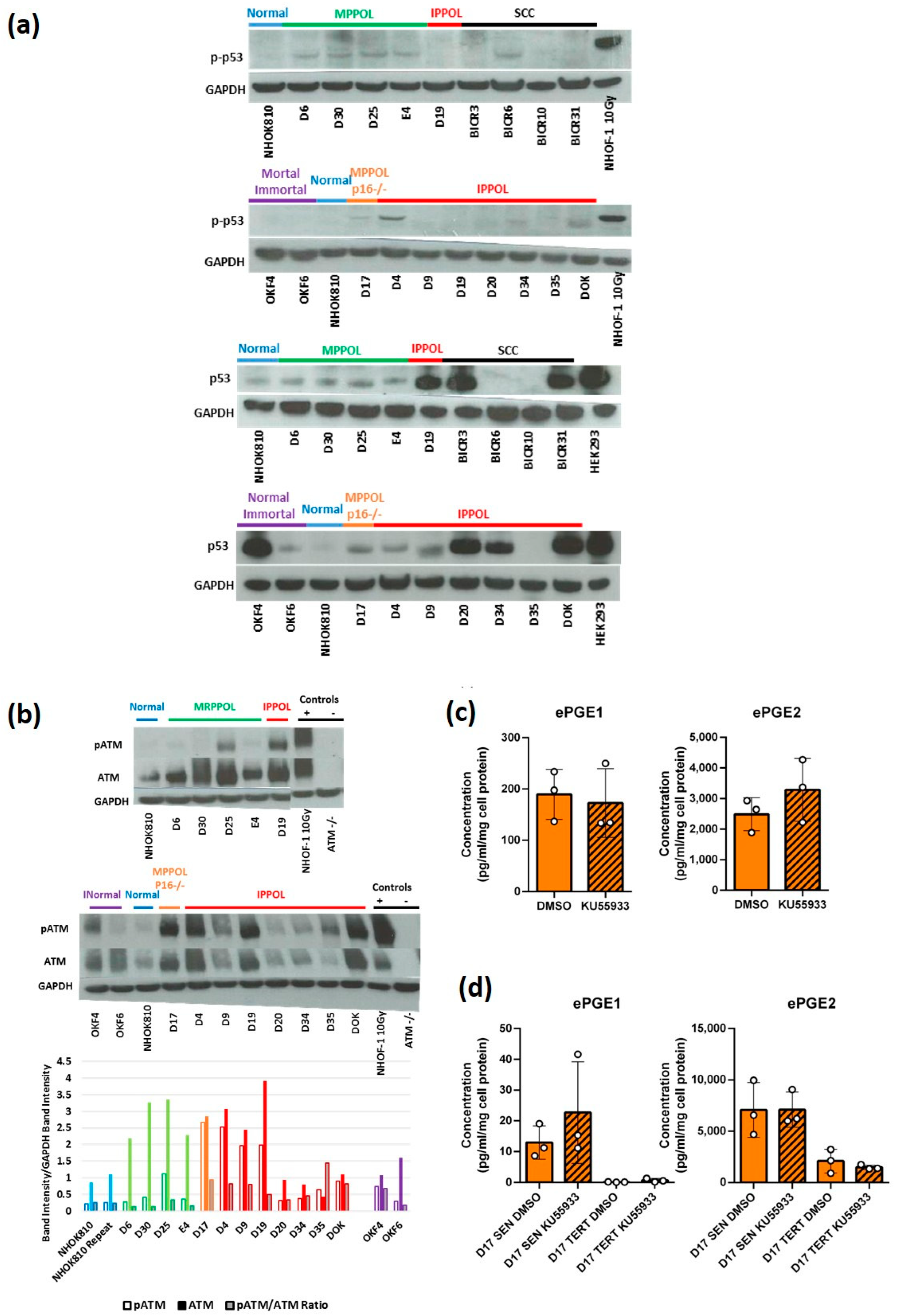 Cancers 14 02636 g005 Cancers 14 02636 g005